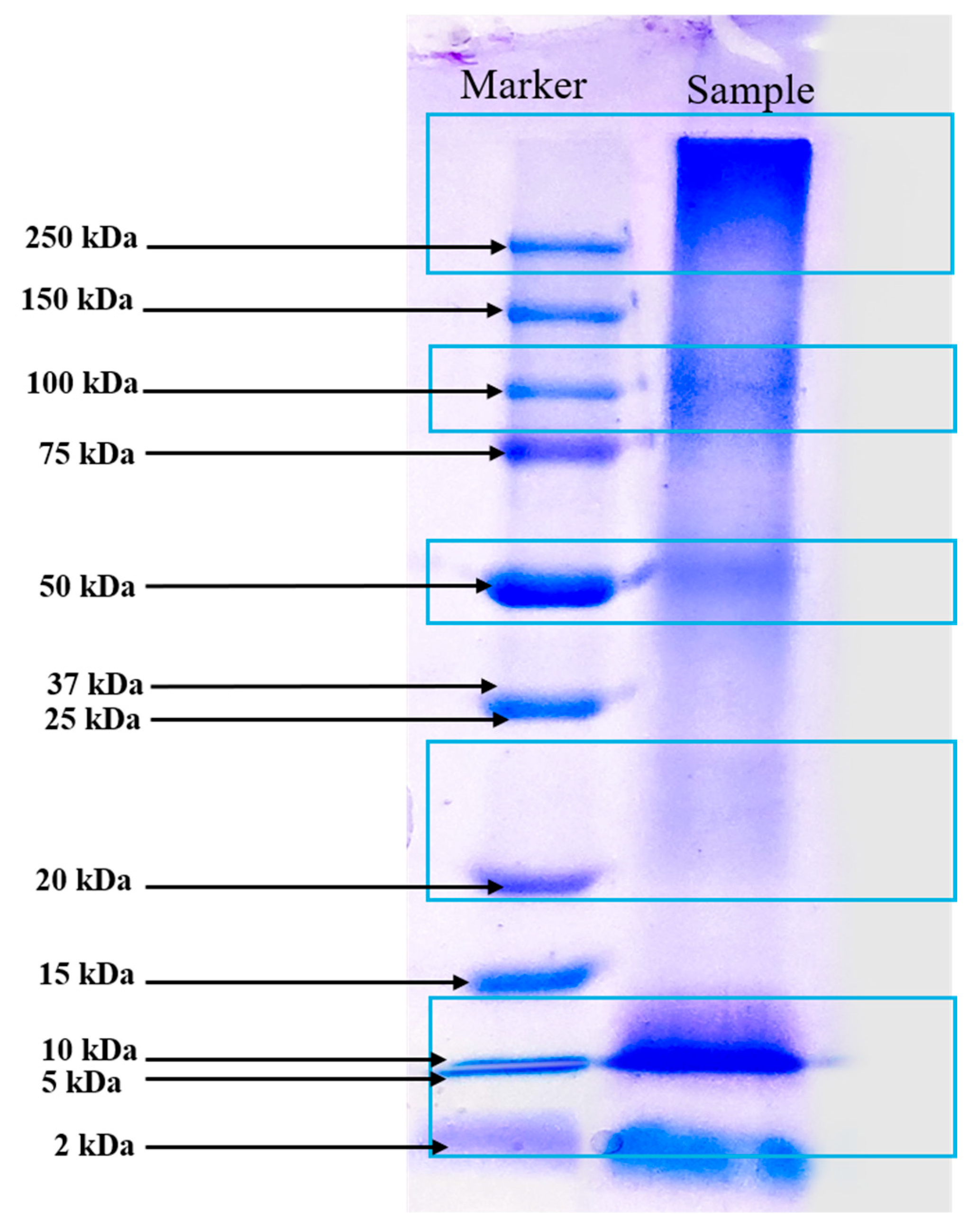 Antioxidants 14 00365 g002