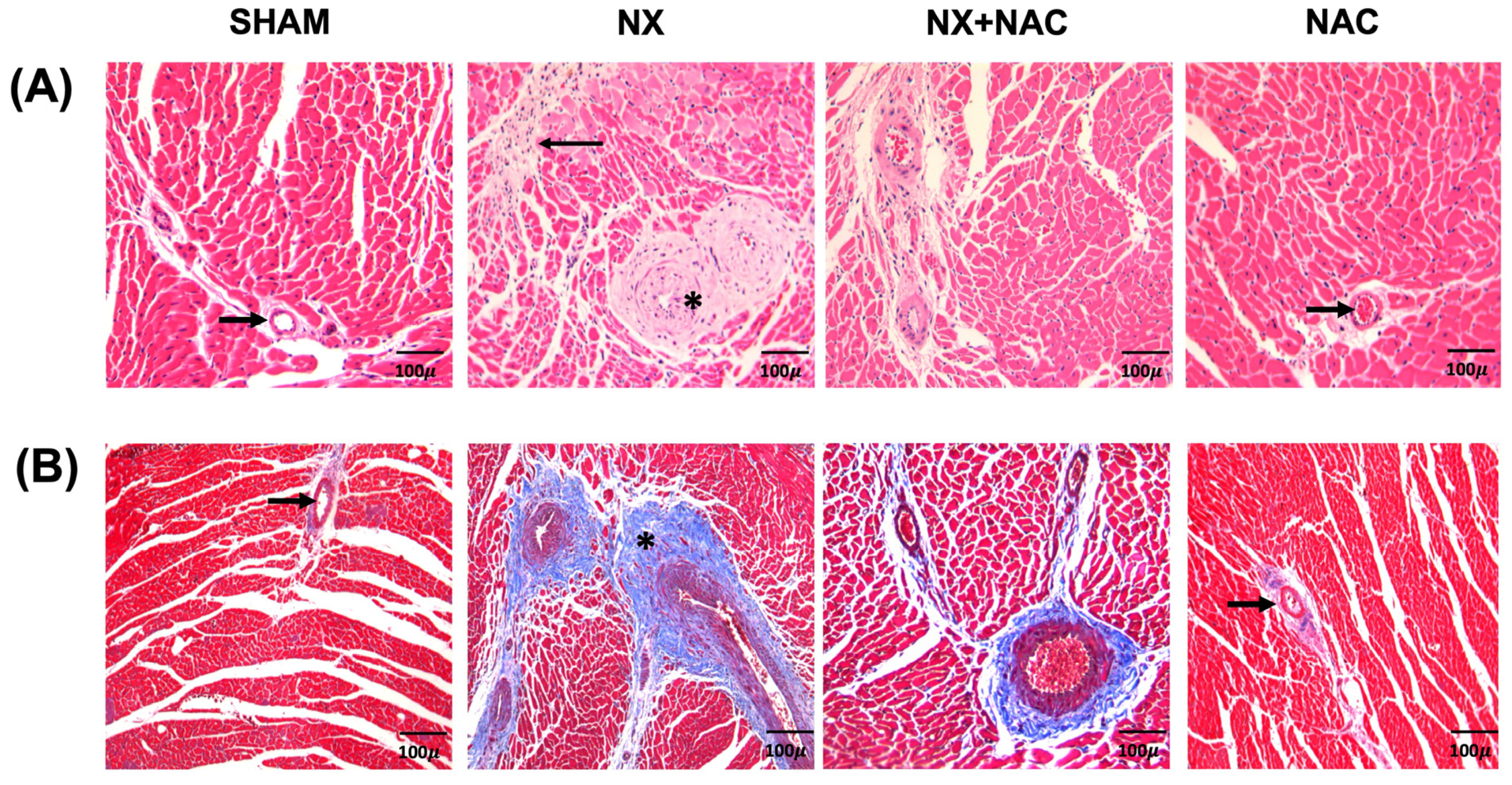 Antioxidants 14 00367 g004a