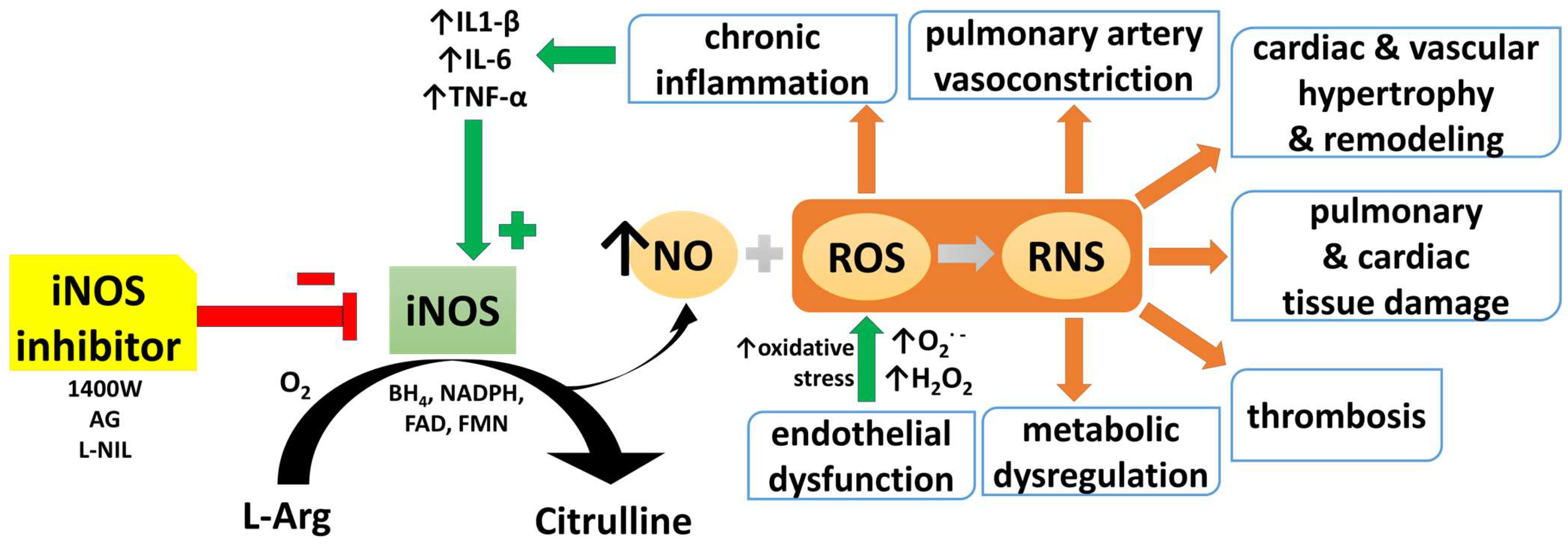 Antioxidants 14 00377 g001 Antioxidants 14 00377 g001