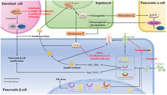 Research Progress on Hypoglycemic Effects and Molecular