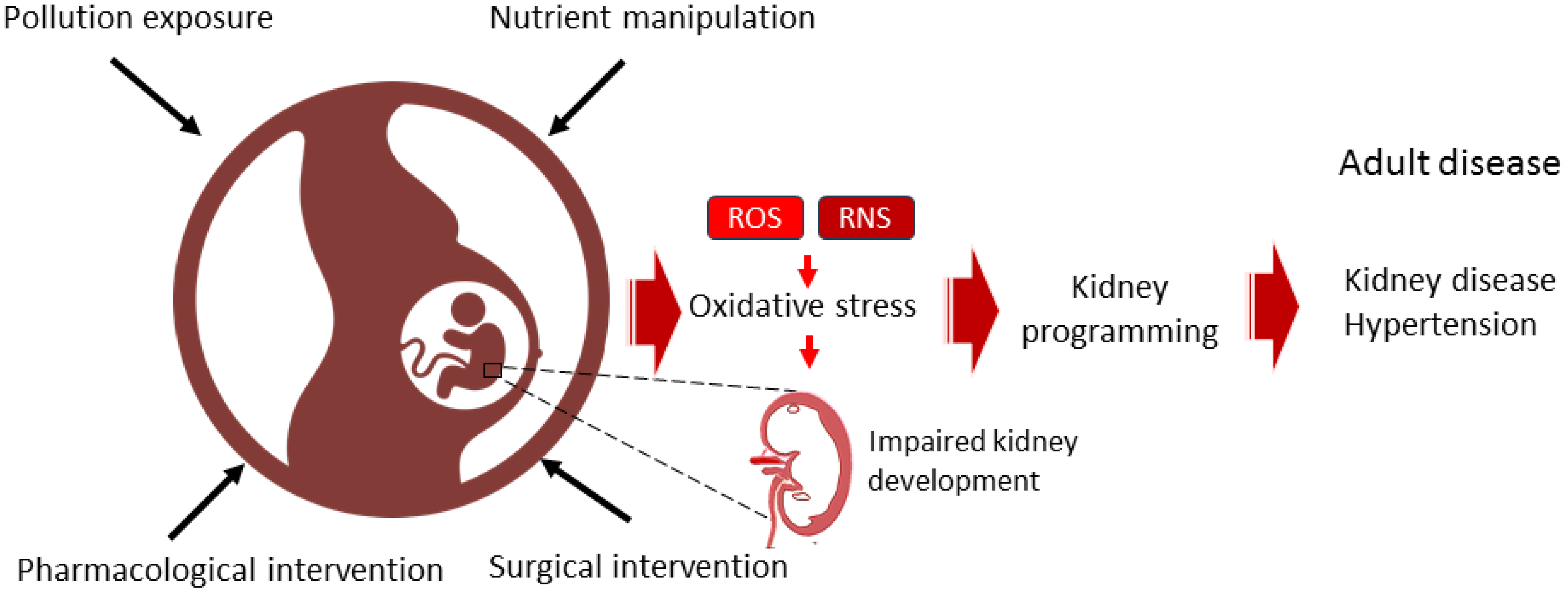 Antioxidants 14 00387 g001