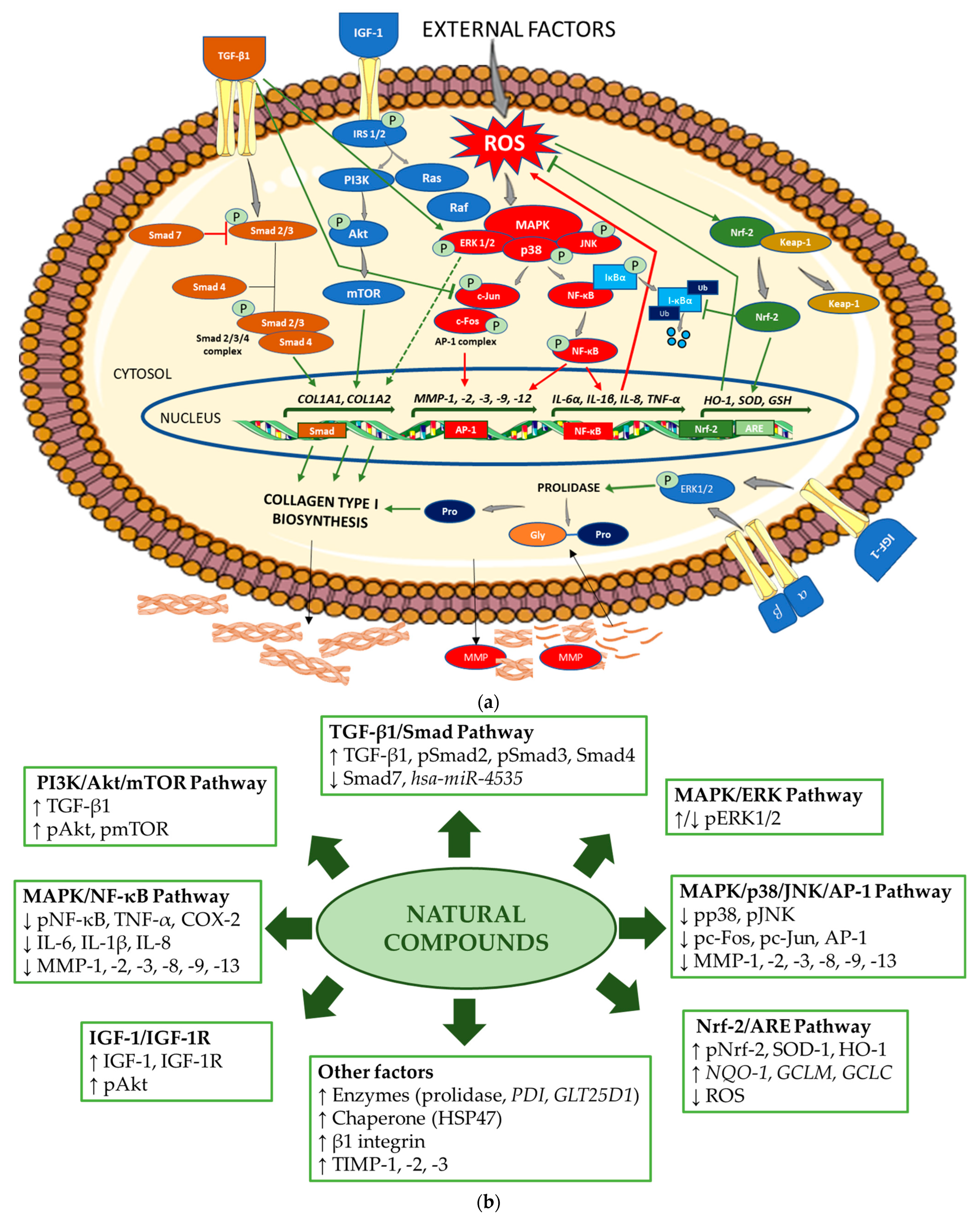 Antioxidants 14 00389 g002