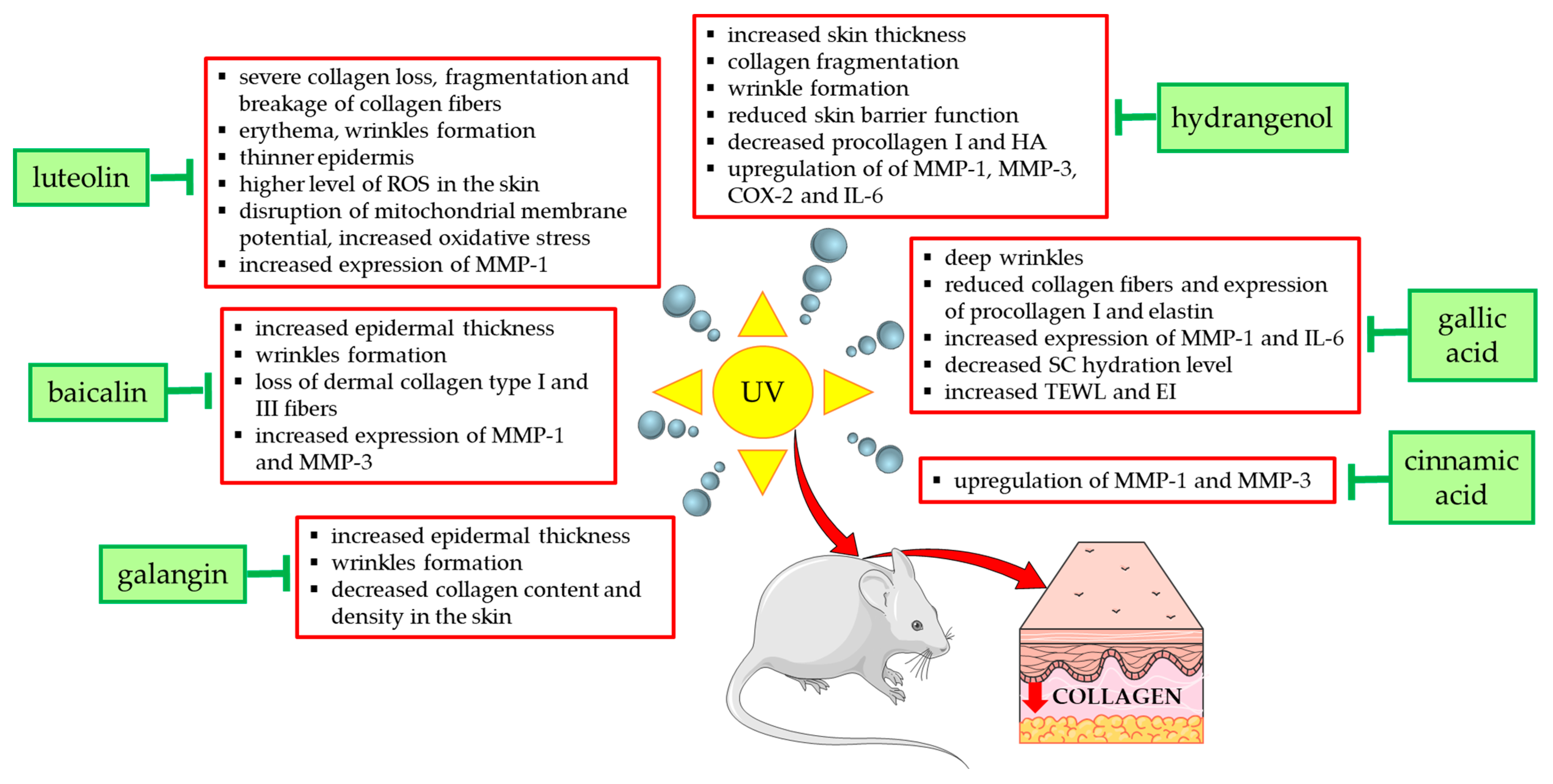 Antioxidants 14 00389 g004