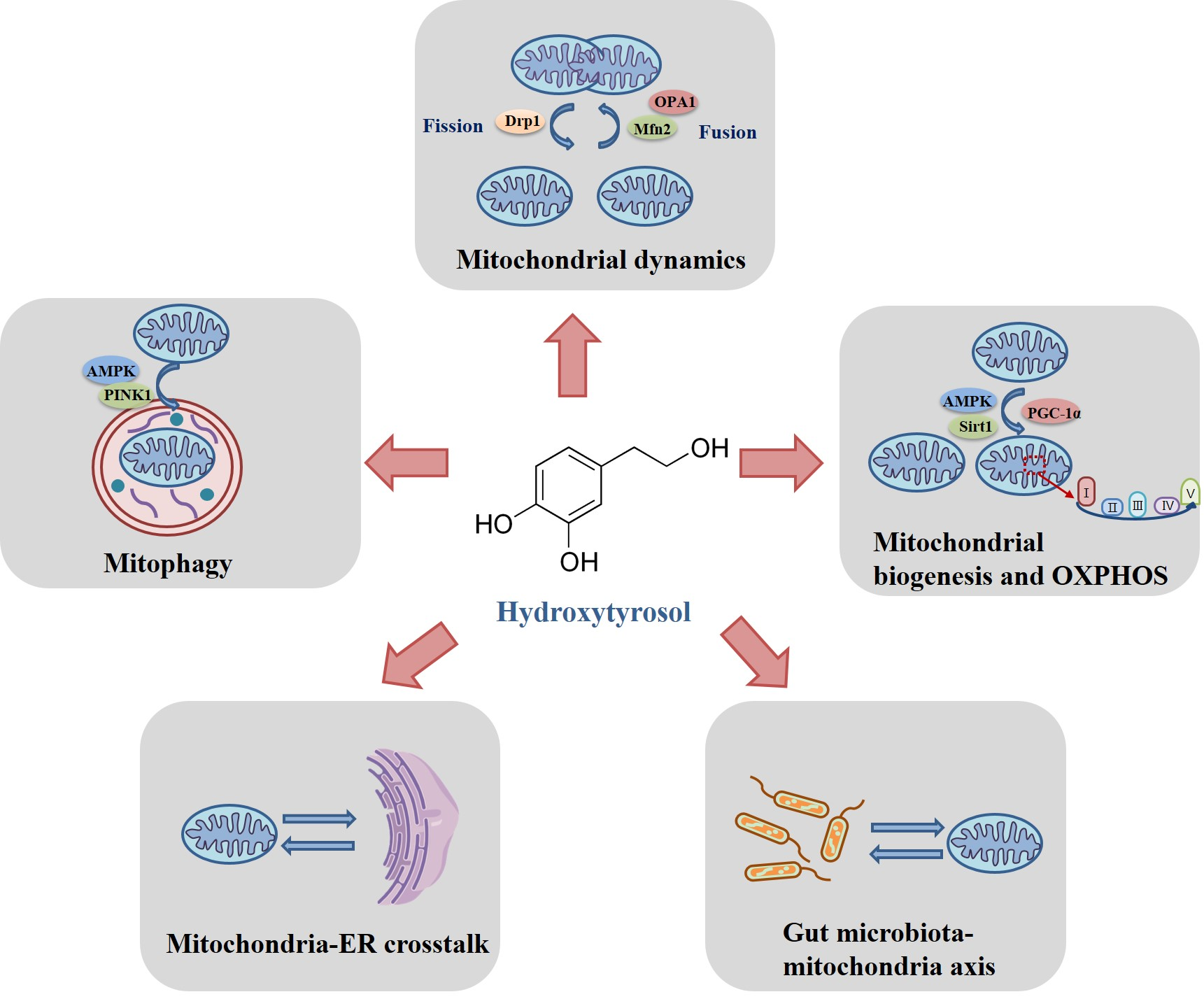 Antioxidants 14 00398 g002