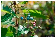 Antioxidants 14 00399 i001 Antioxidants 14 00399 i001