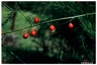 Antioxidants 14 00399 i002 Antioxidants 14 00399 i002