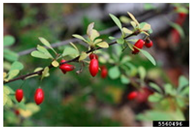 Antioxidants 14 00399 i003 Antioxidants 14 00399 i003