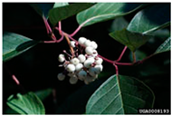 Antioxidants 14 00399 i006 Antioxidants 14 00399 i006