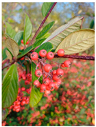 Antioxidants 14 00399 i009 Antioxidants 14 00399 i009