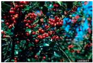 Antioxidants 14 00399 i013 Antioxidants 14 00399 i013