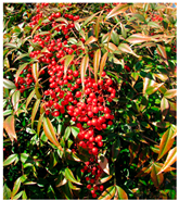 Antioxidants 14 00399 i017 Antioxidants 14 00399 i017