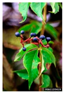 Antioxidants 14 00399 i018 Antioxidants 14 00399 i018