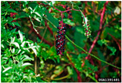 Antioxidants 14 00399 i019 Antioxidants 14 00399 i019