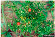 Antioxidants 14 00399 i030 Antioxidants 14 00399 i030