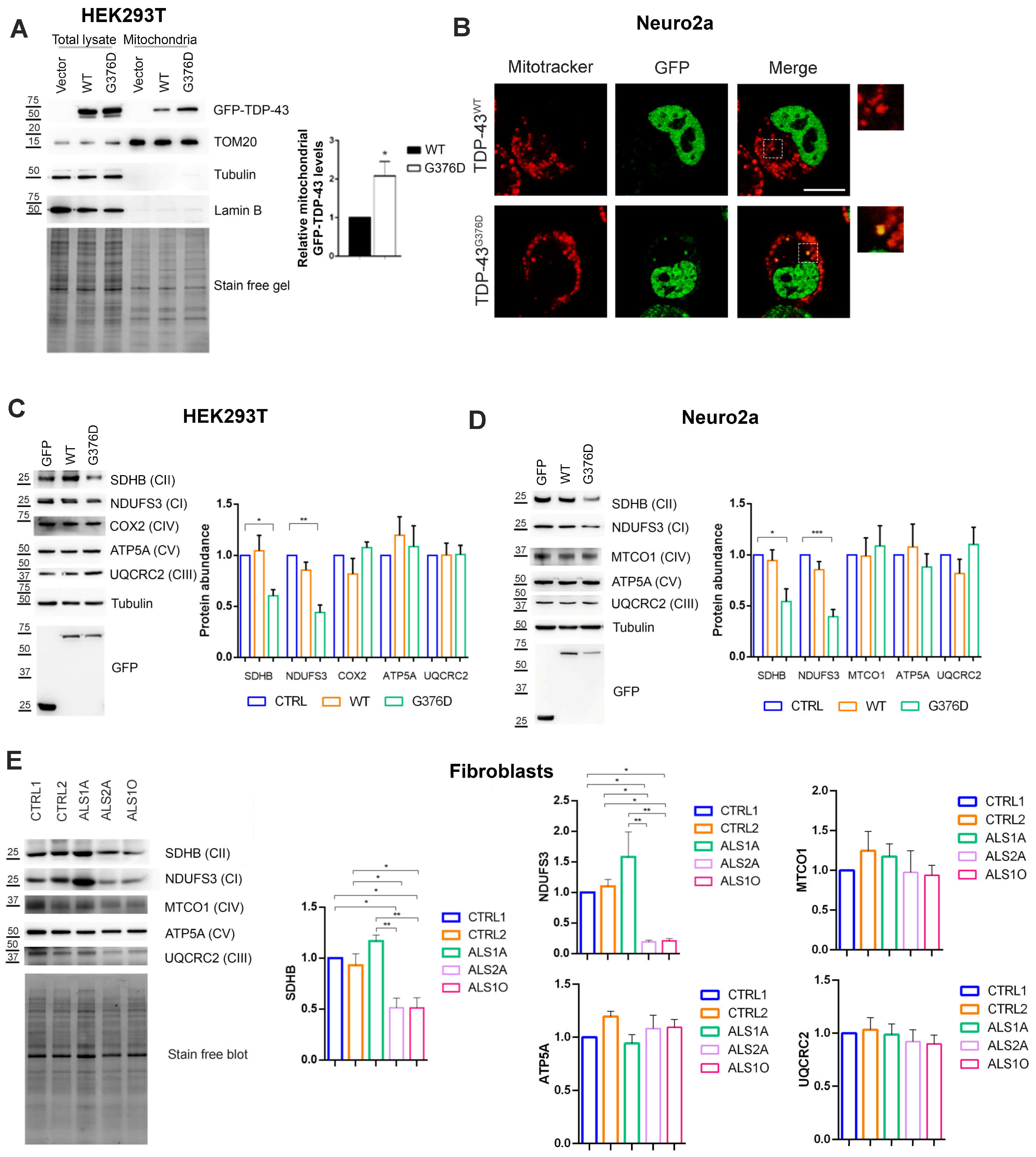 Antioxidants 14 00401 g001