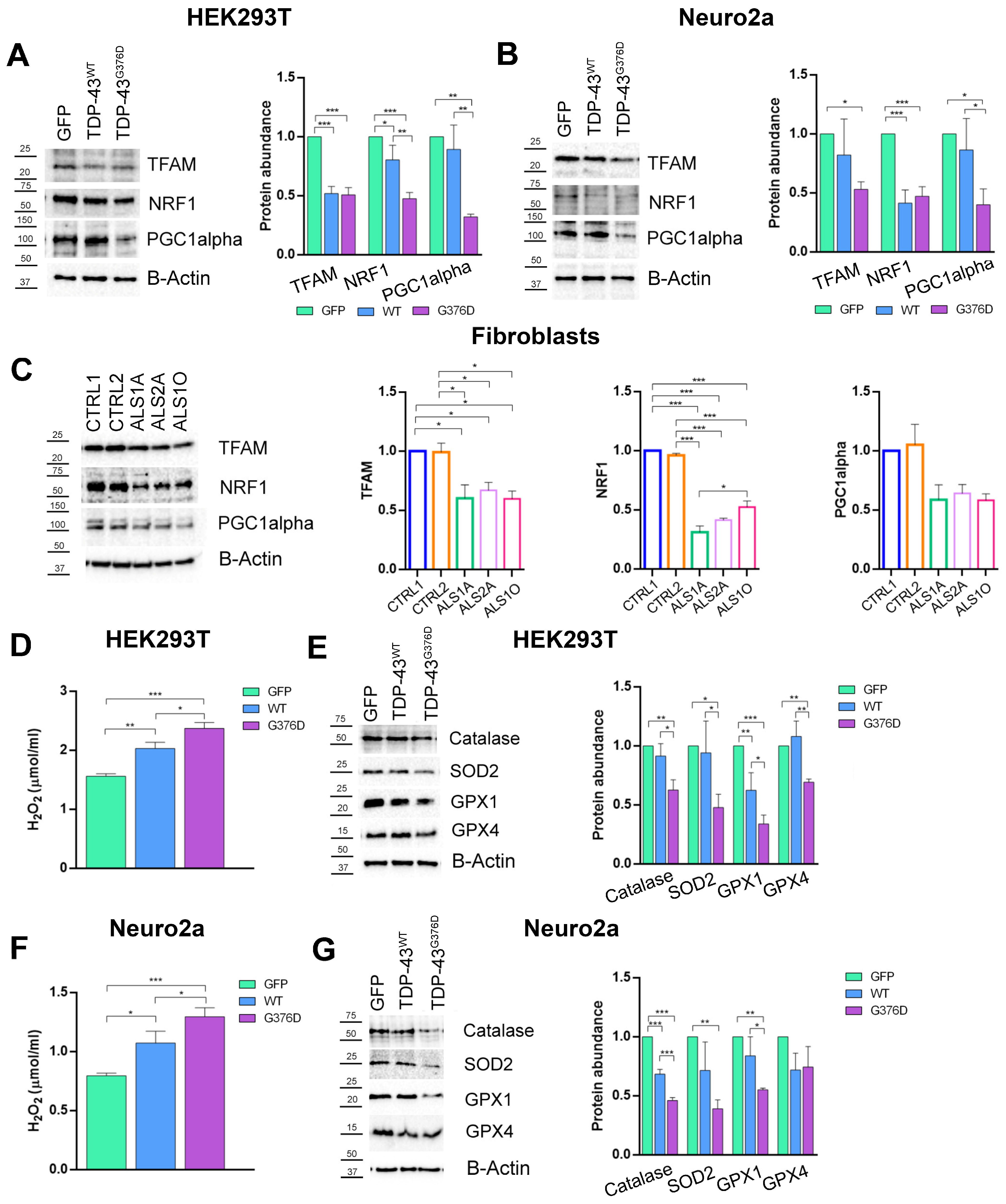 Antioxidants 14 00401 g007