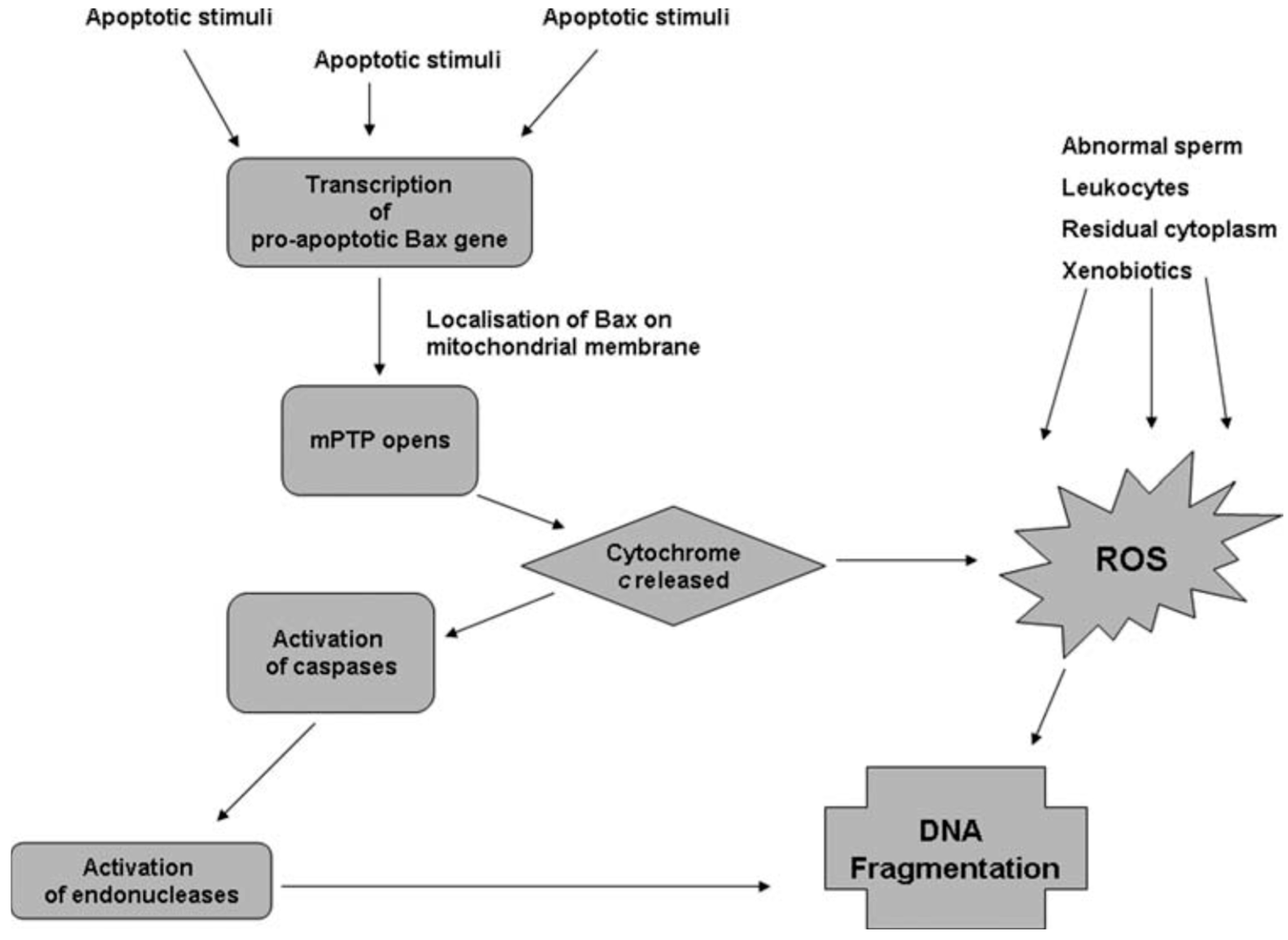 Antioxidants 14 00402 g001 Antioxidants 14 00402 g001