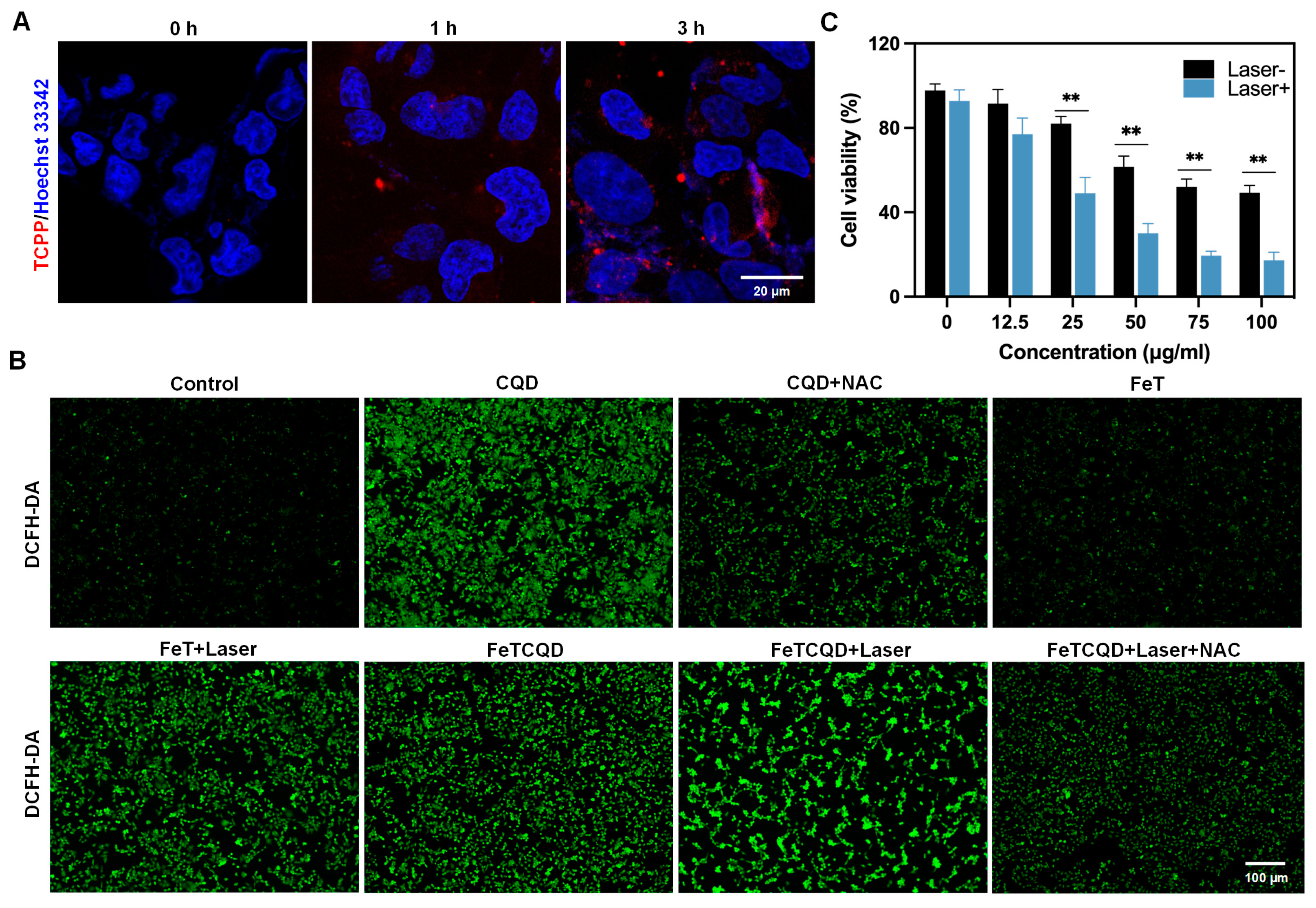 Antioxidants 14 00407 g002