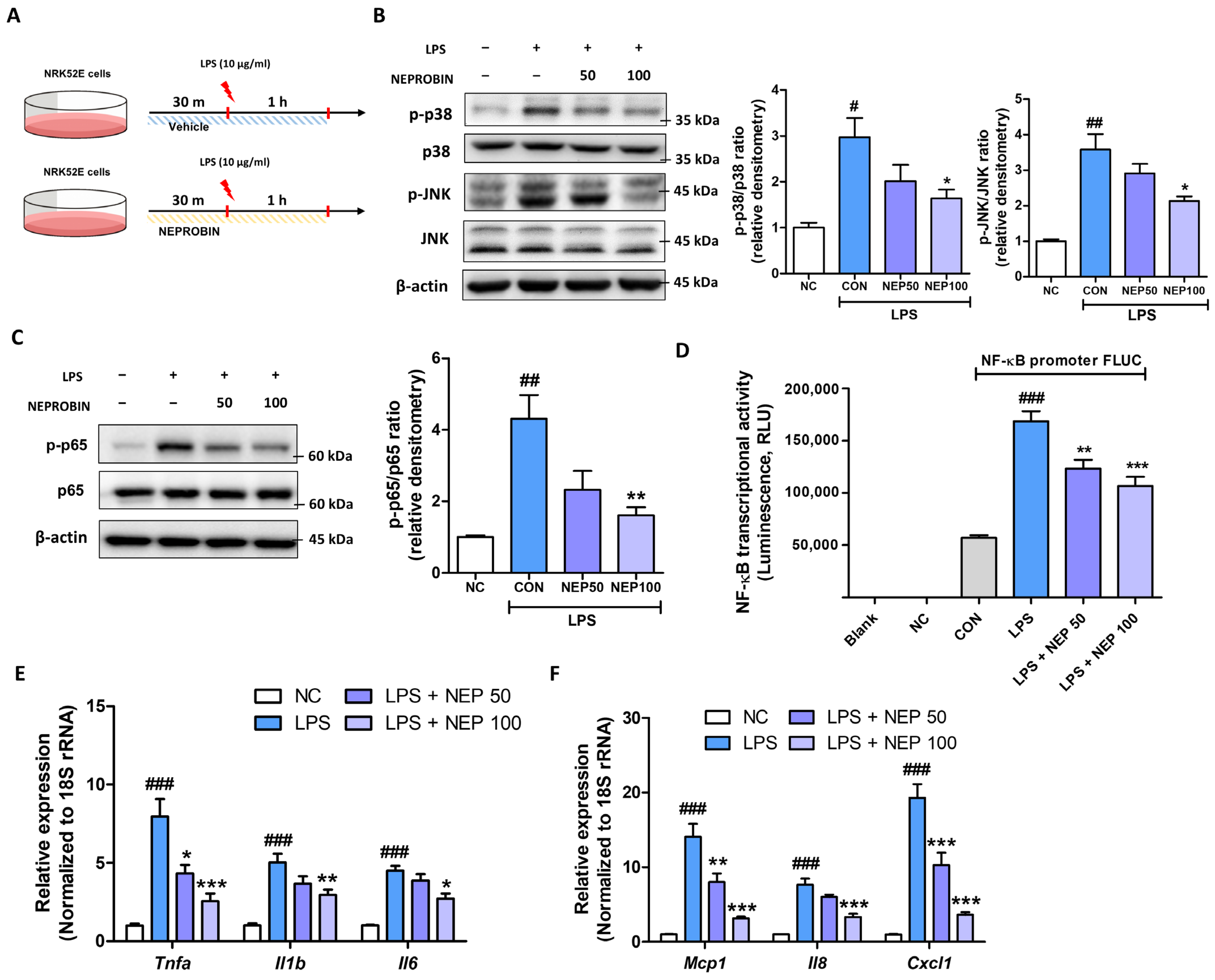 Antioxidants 14 00409 g003 Antioxidants 14 00409 g003