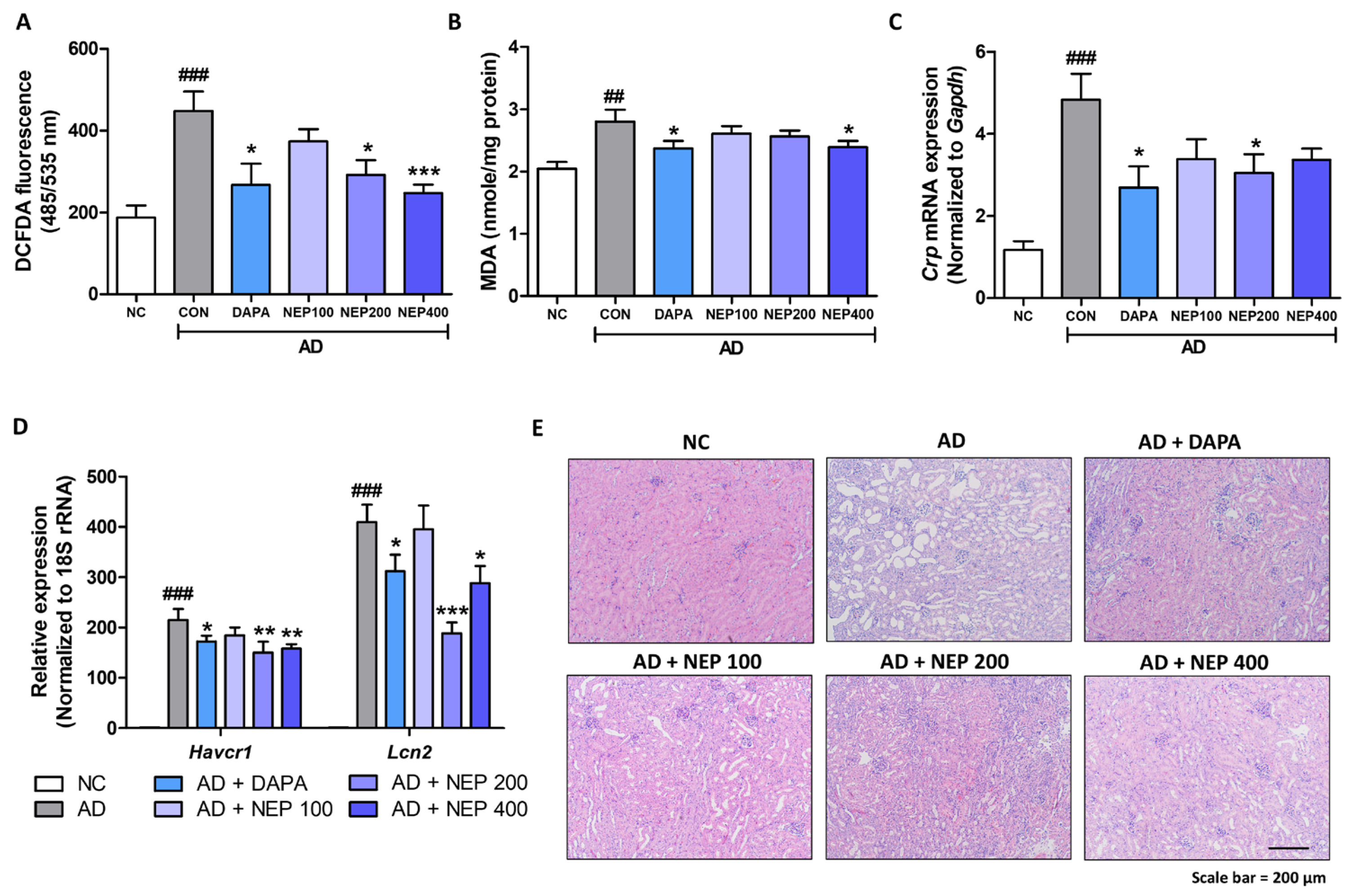 Antioxidants 14 00409 g005 Antioxidants 14 00409 g005