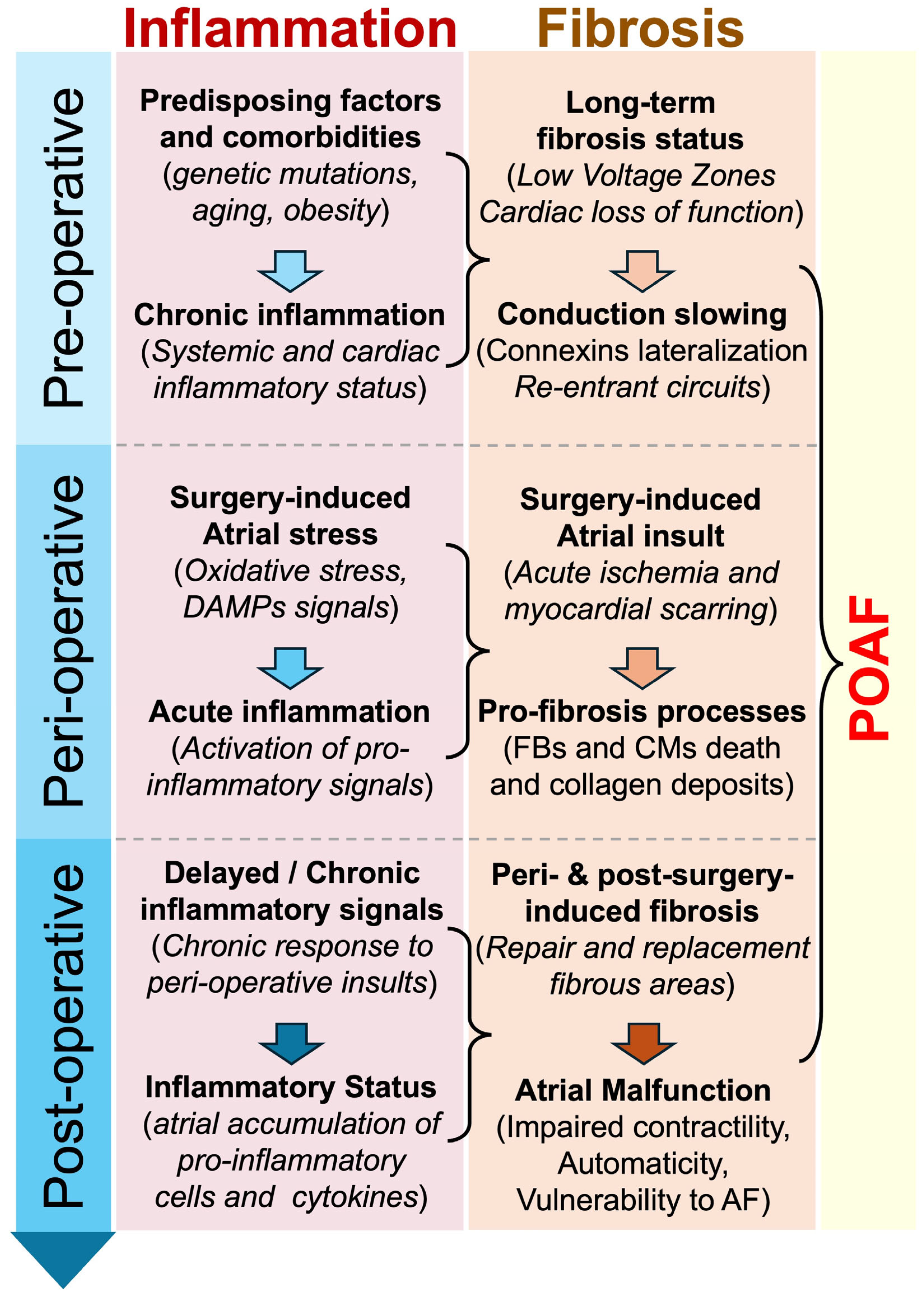 Antioxidants 14 00414 g002 Antioxidants 14 00414 g002
