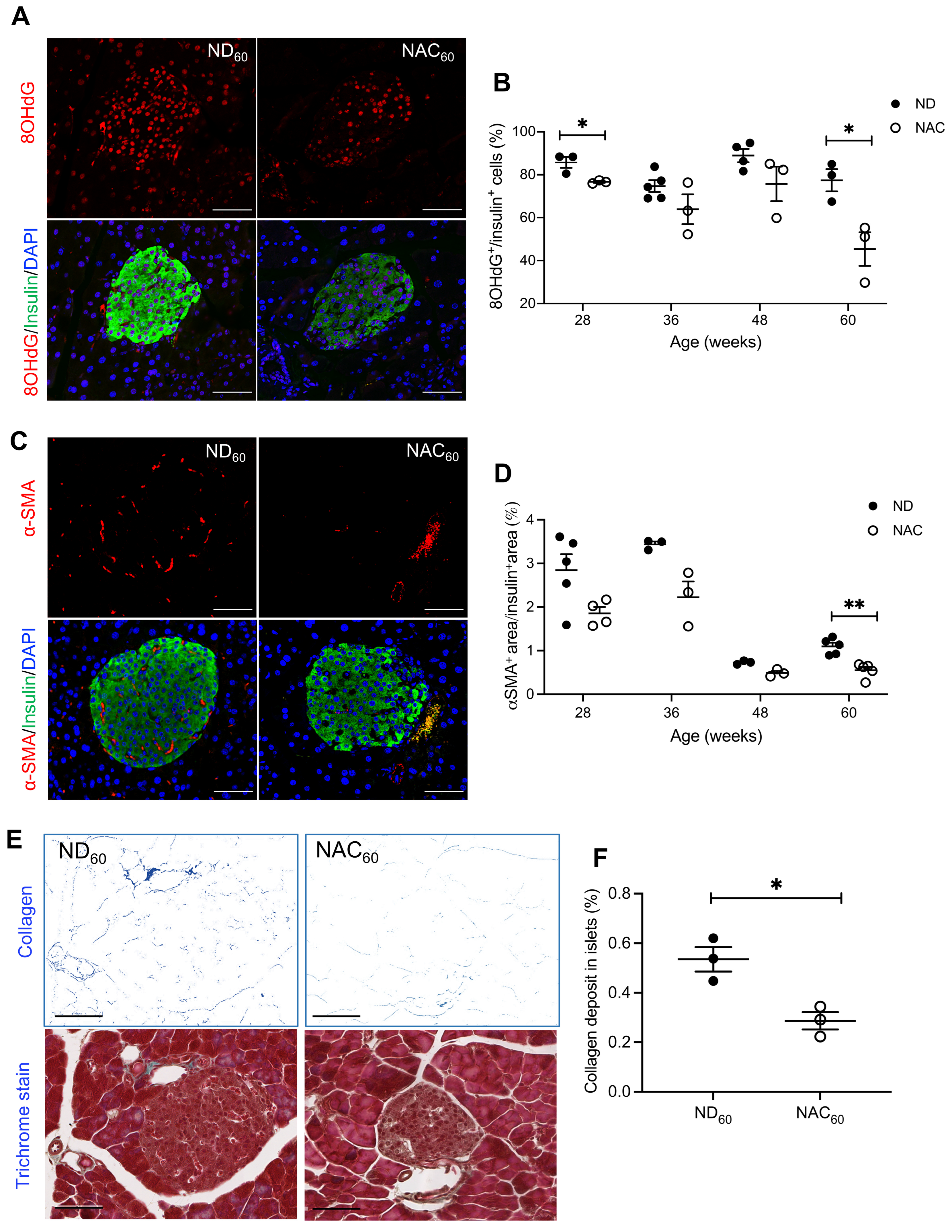 Antioxidants 14 00417 g003