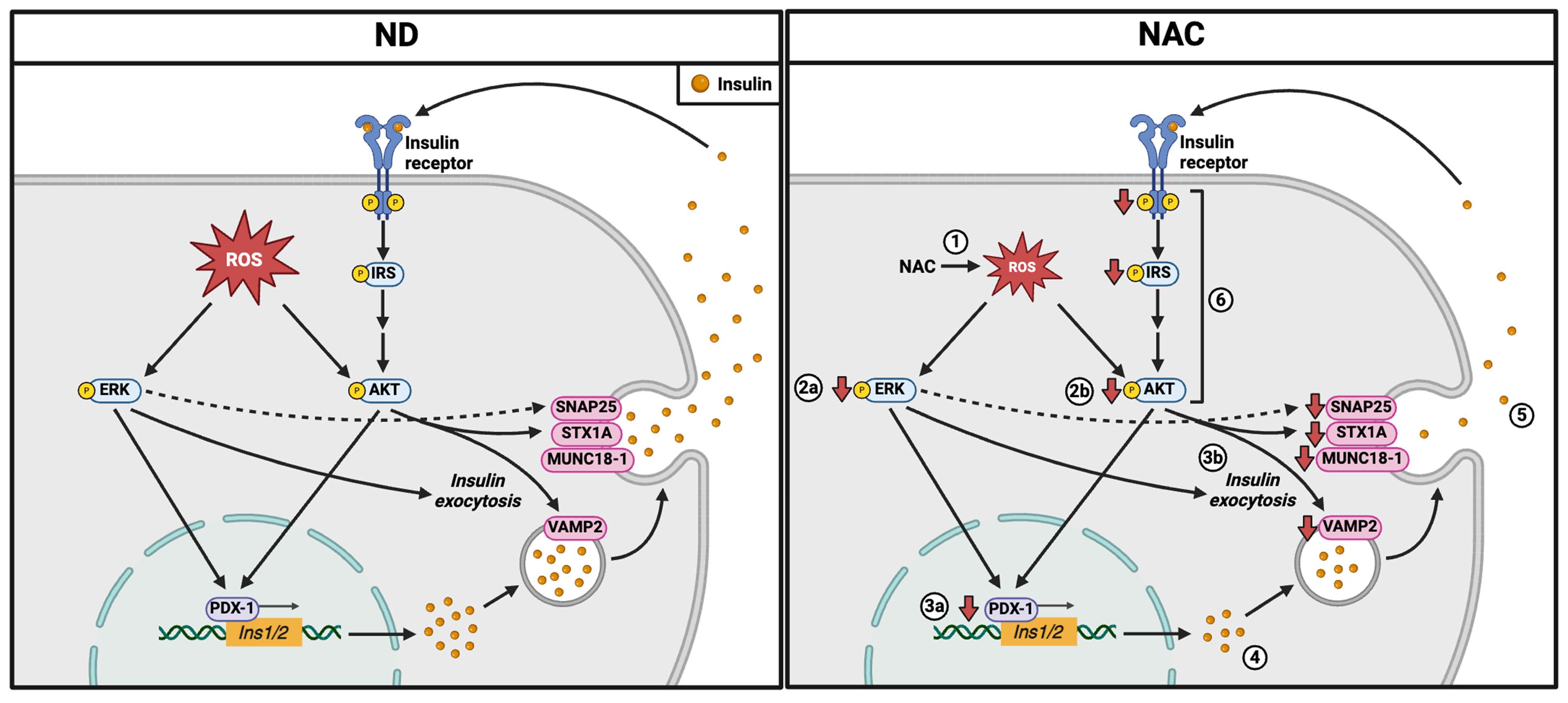 Antioxidants 14 00417 g008