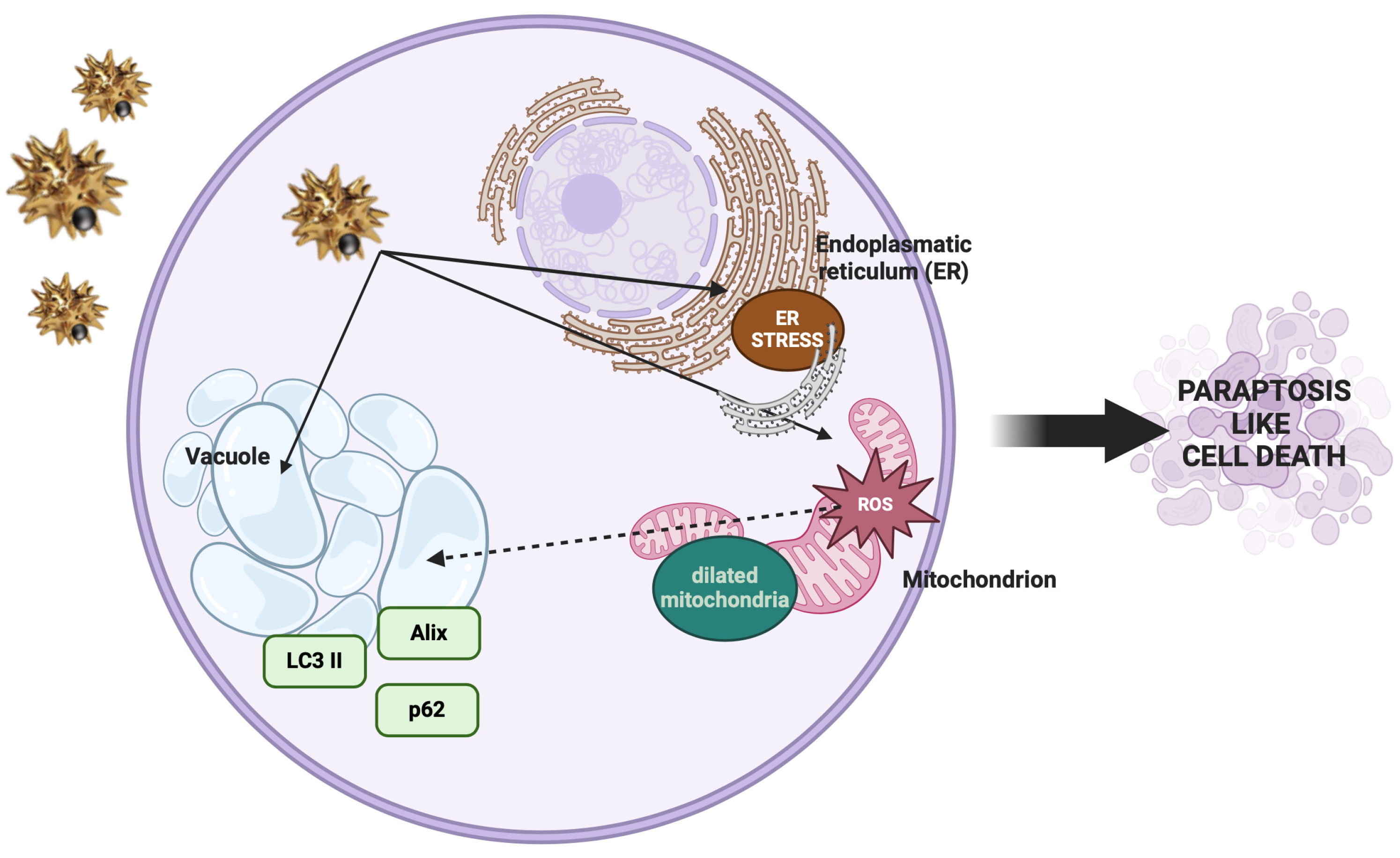 Antioxidants 14 00422 g007