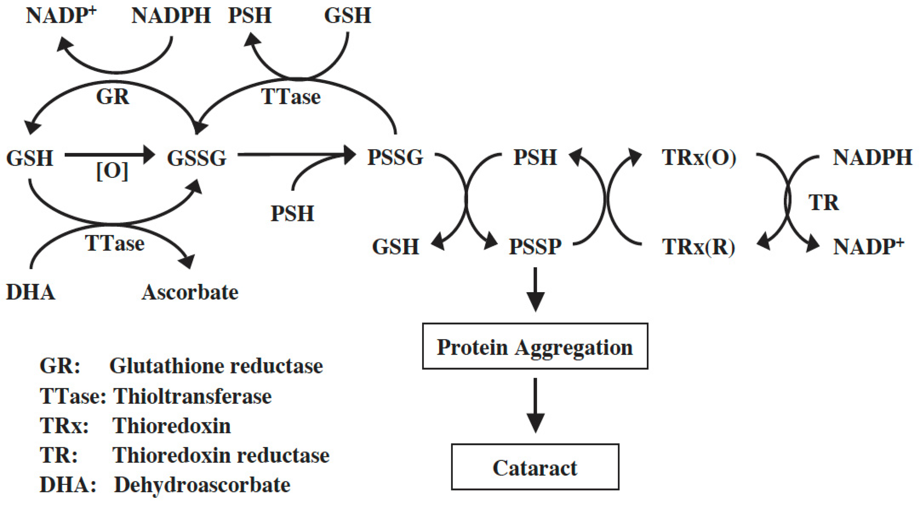 Antioxidants 14 00425 g008