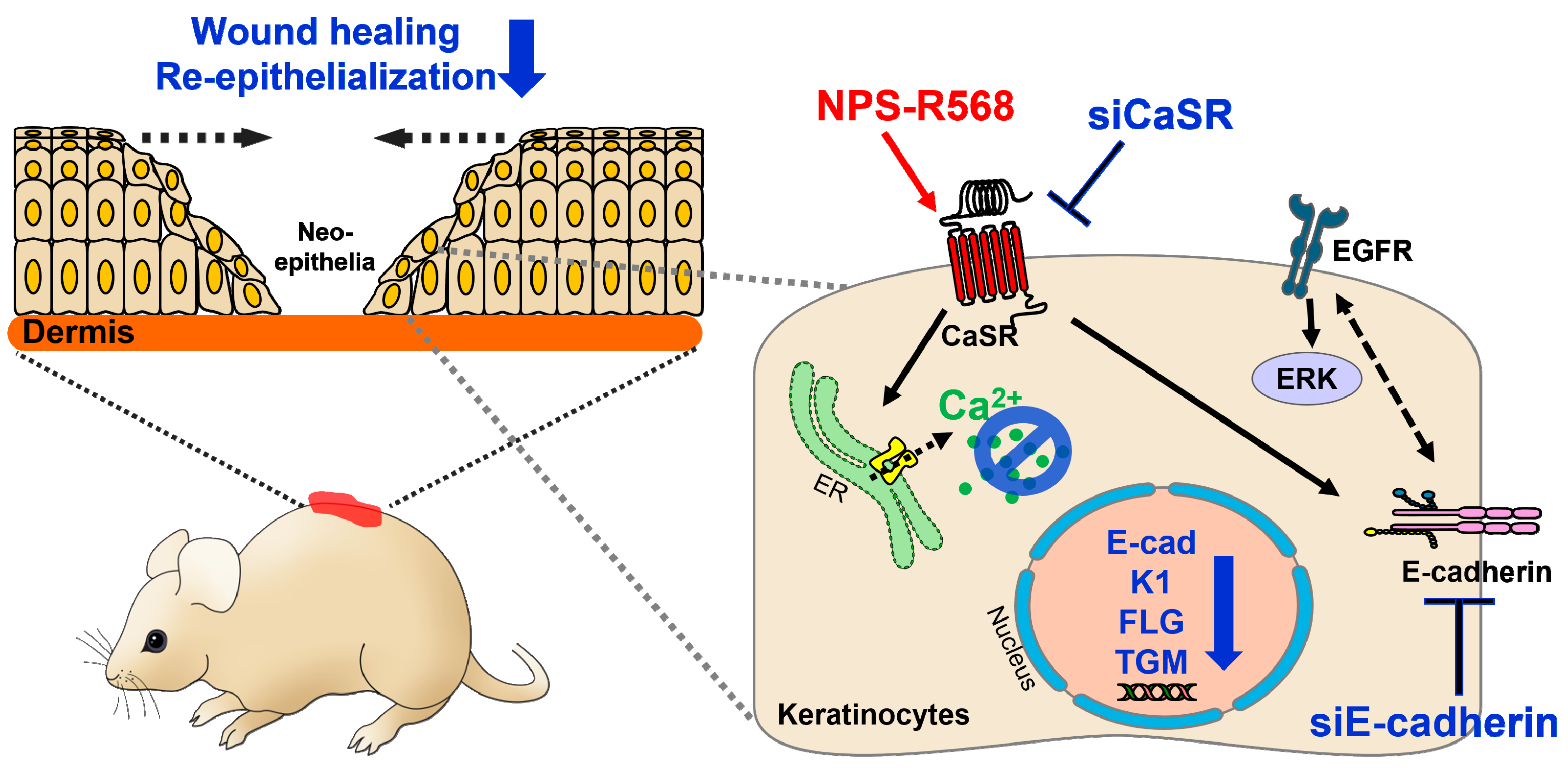 Antioxidants 14 00426 g003