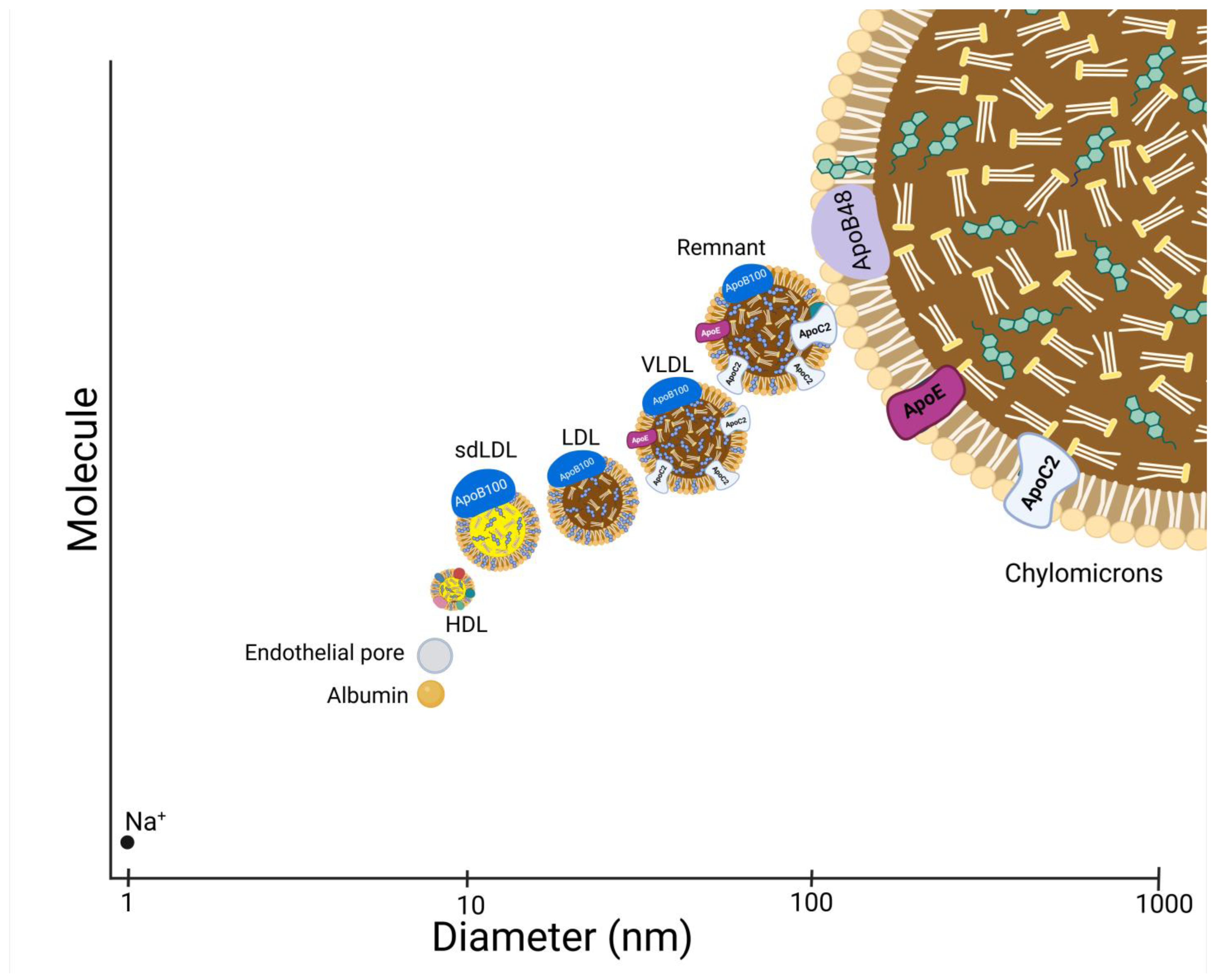 Antioxidants 14 00430 g003 Antioxidants 14 00430 g003
