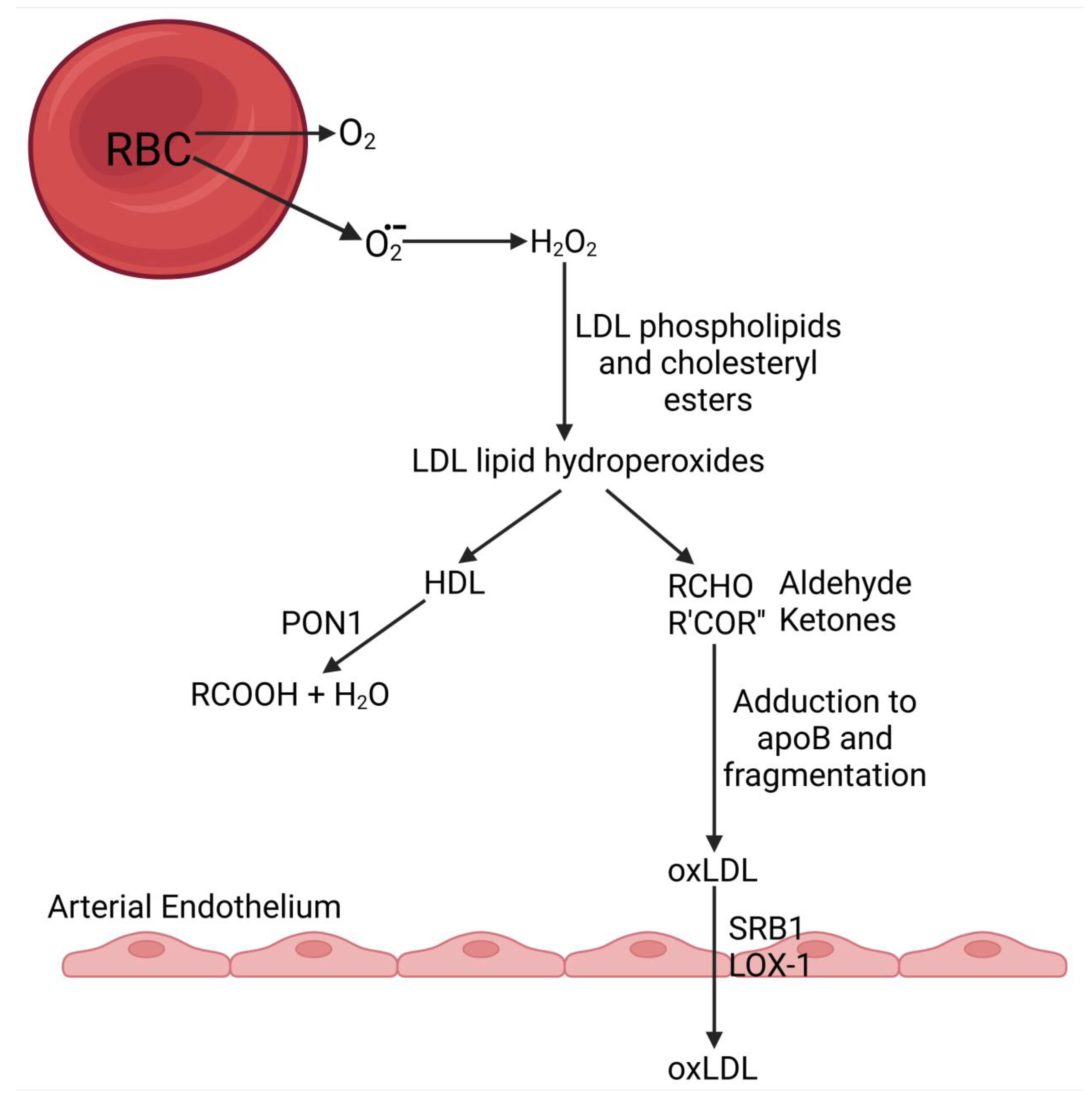 Antioxidants 14 00430 g004 Antioxidants 14 00430 g004