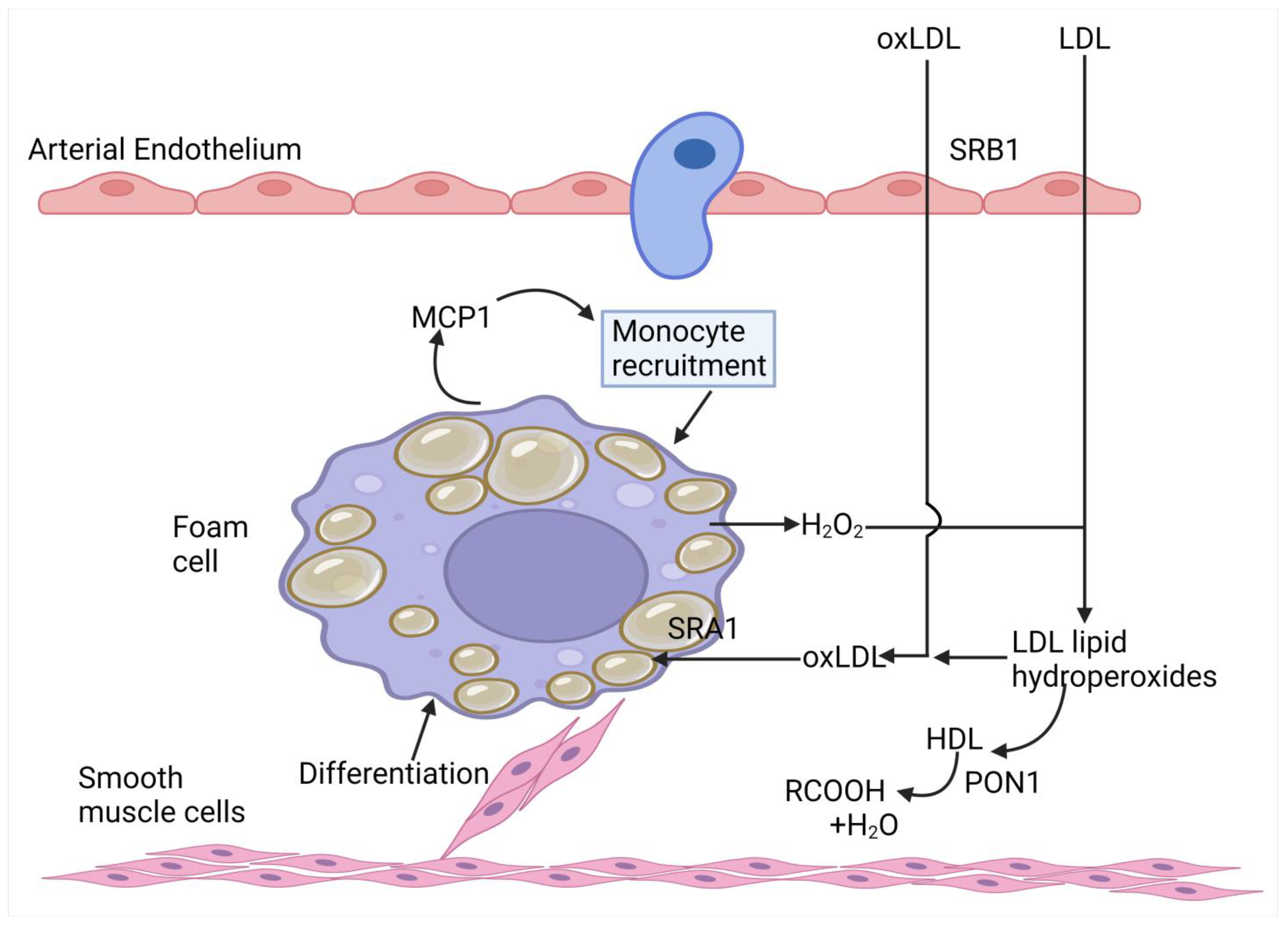Antioxidants 14 00430 g005 Antioxidants 14 00430 g005