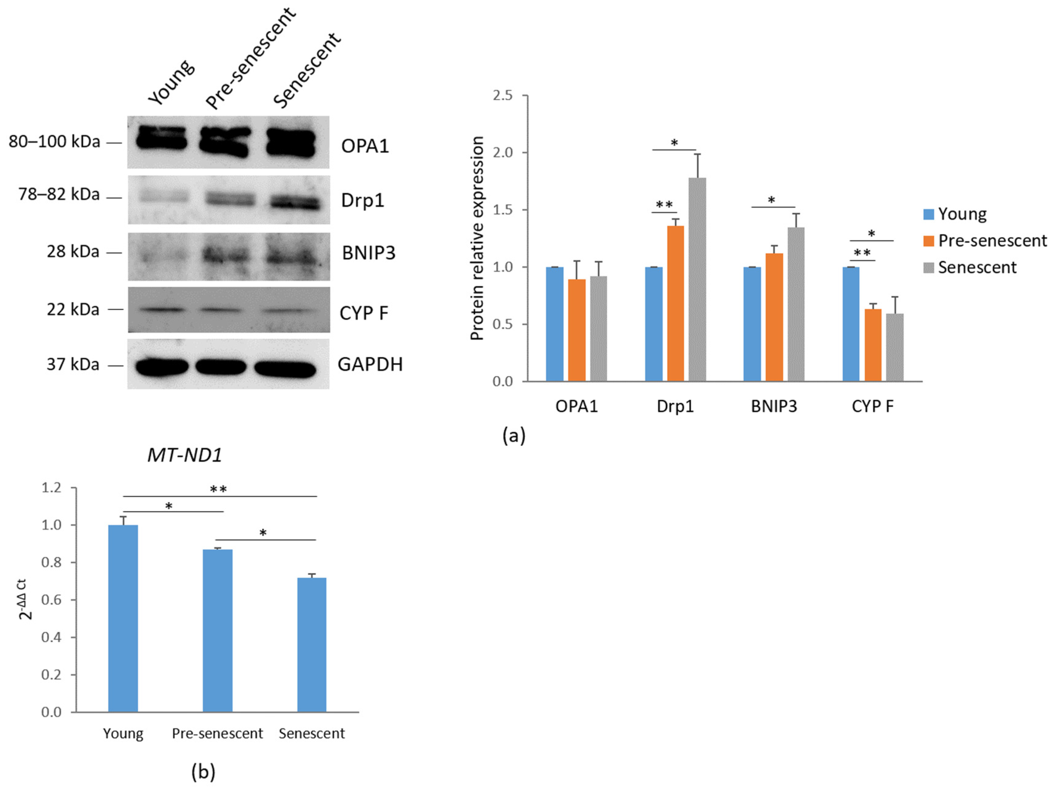 Antioxidants 14 00446 g003