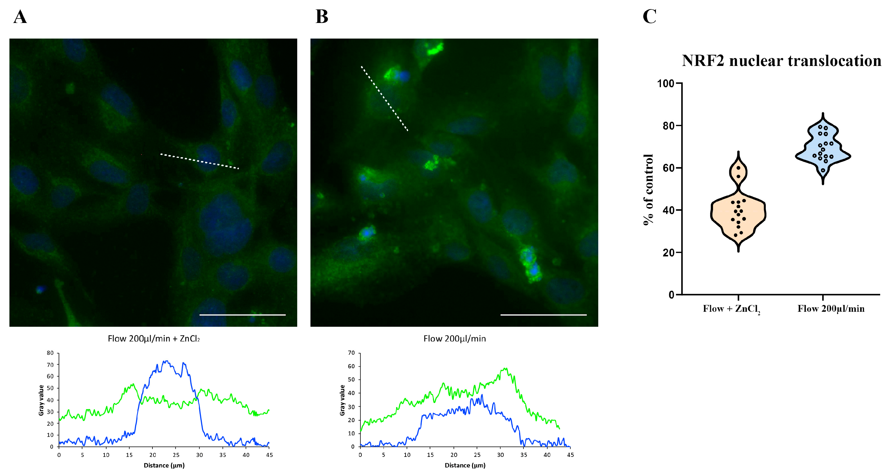 Antioxidants 14 00451 g005