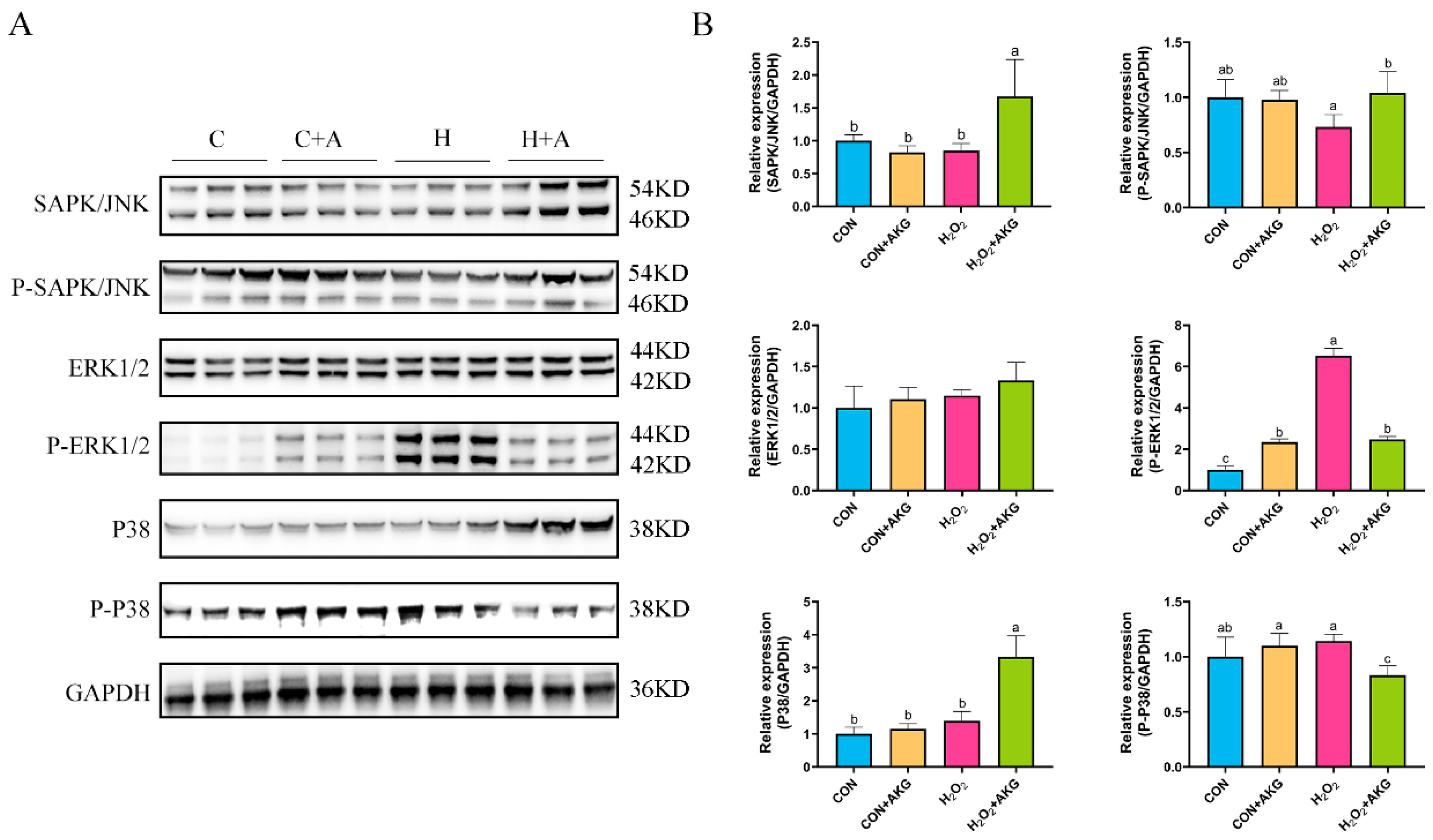 Antioxidants 14 00455 g009