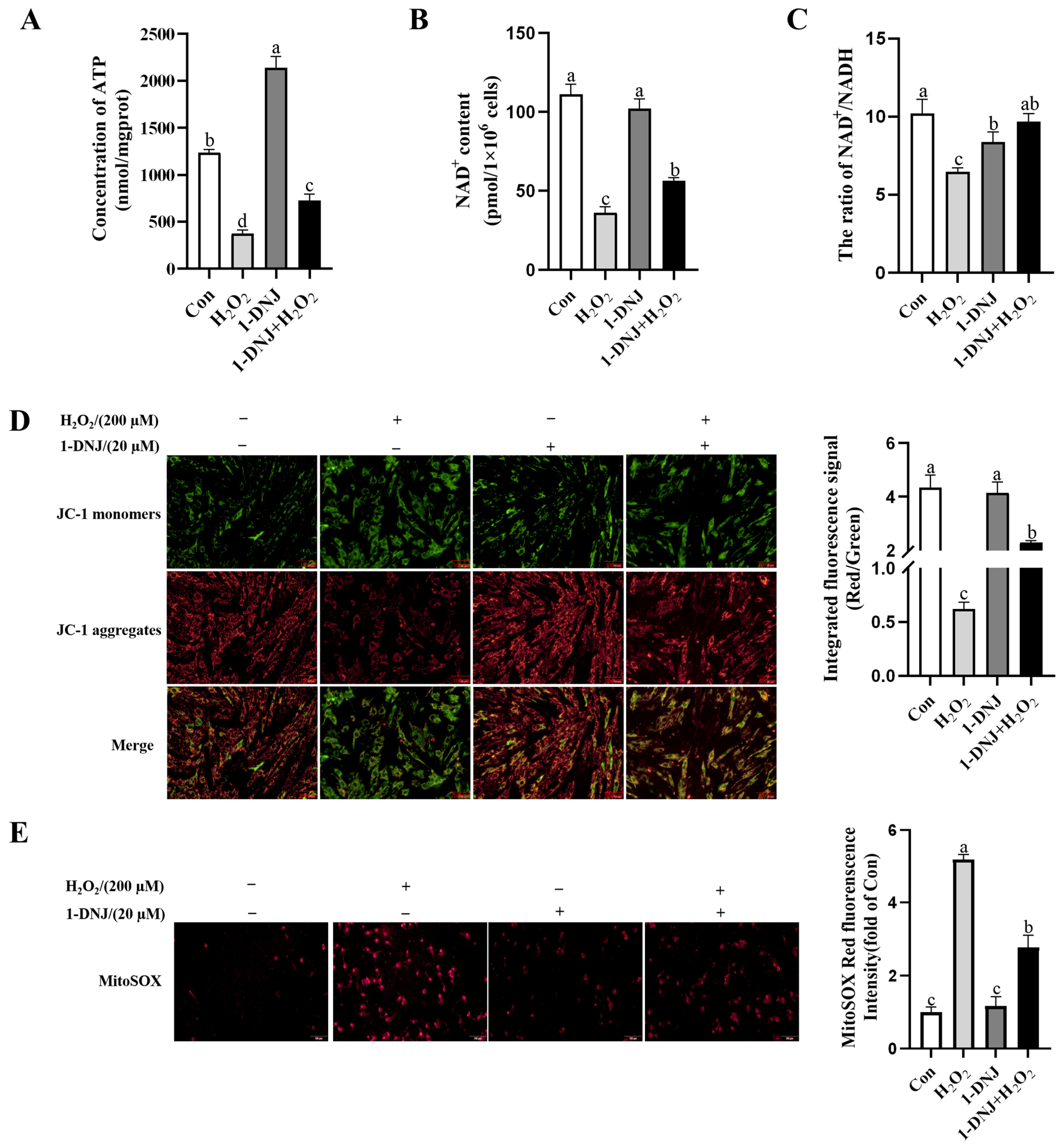 Antioxidants 14 00456 g007