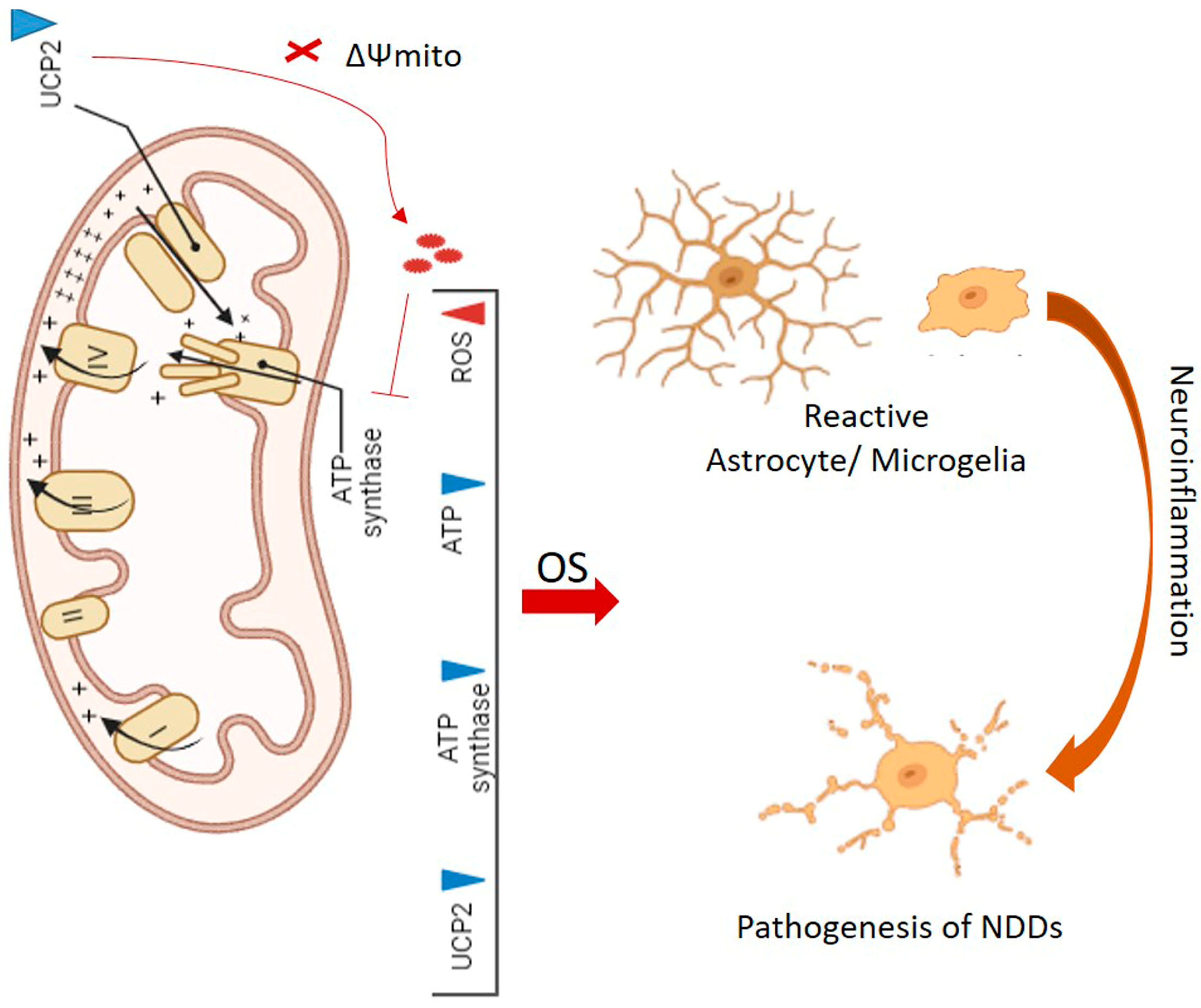 Antioxidants 14 00457 g002 Antioxidants 14 00457 g002