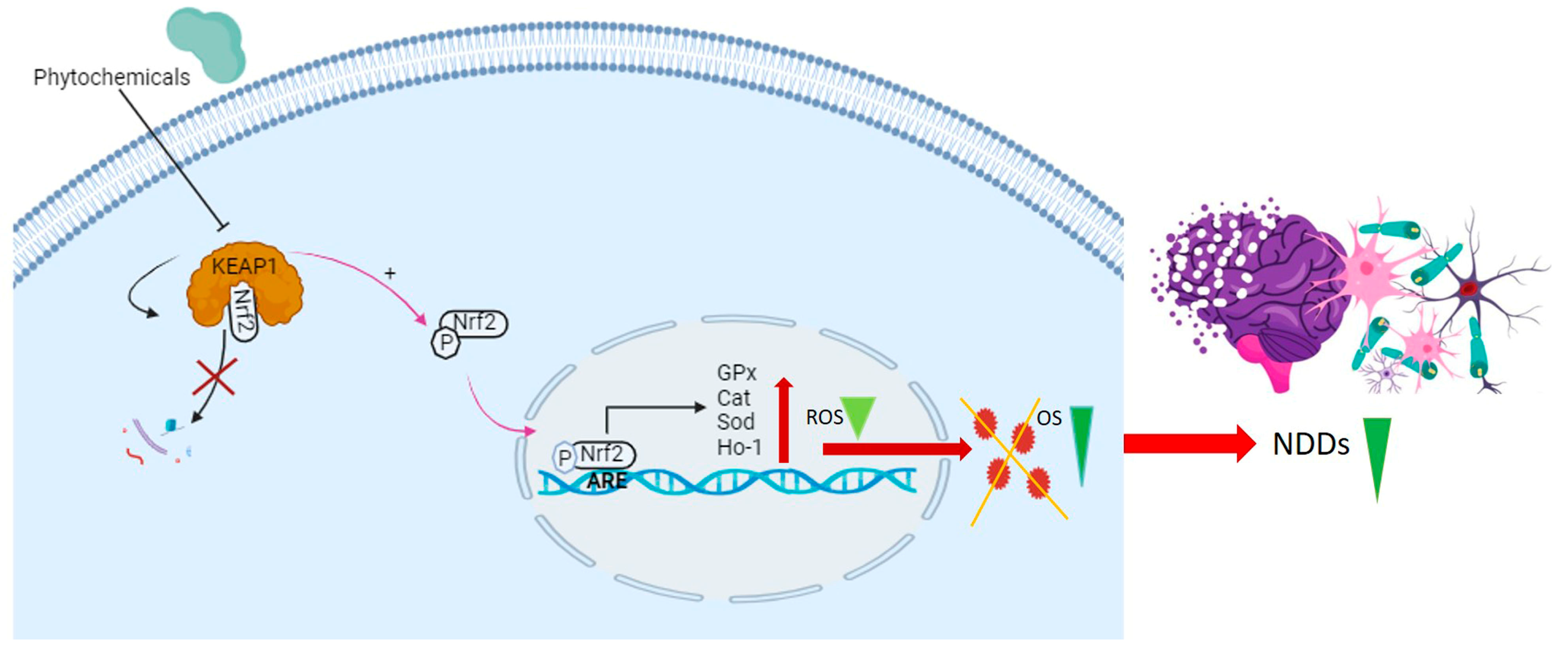 Antioxidants 14 00457 g003 Antioxidants 14 00457 g003