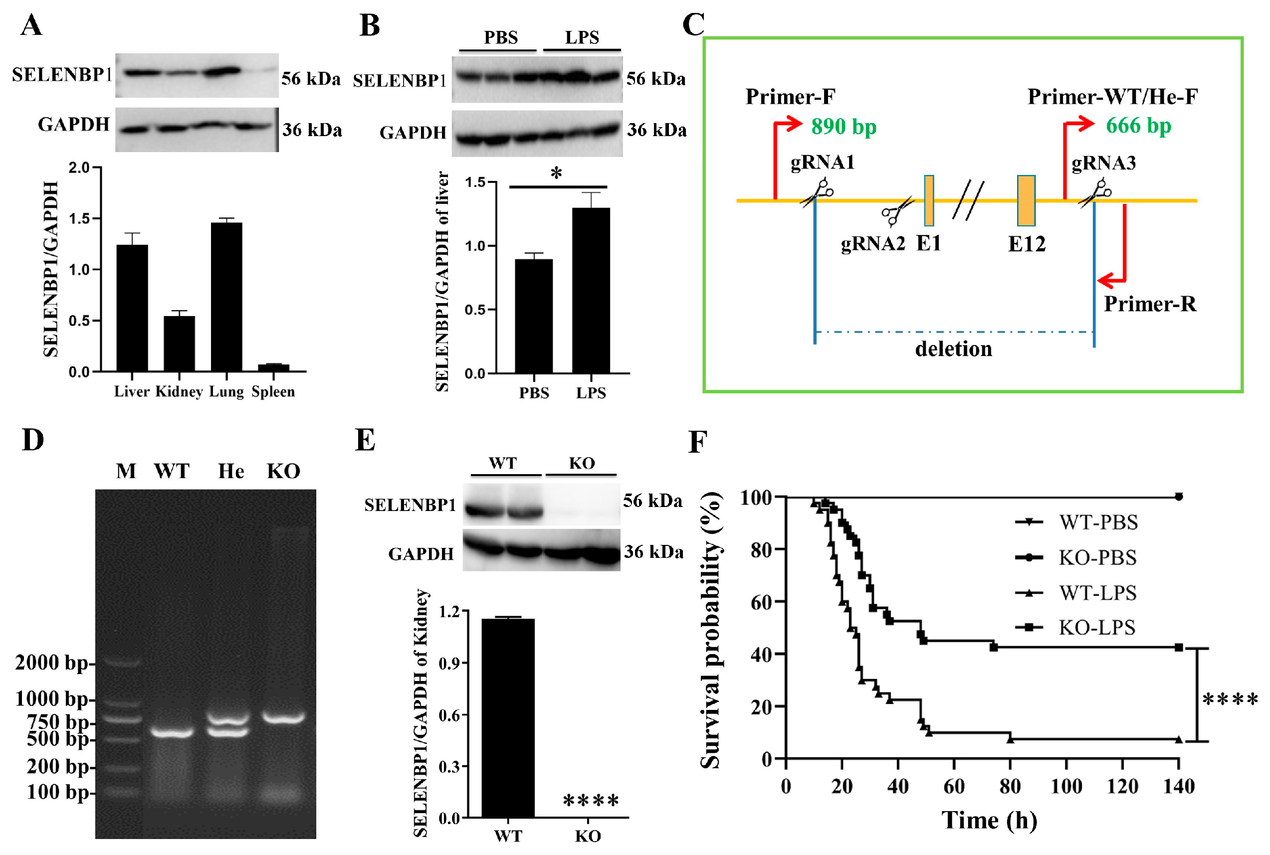 Antioxidants 14 00468 g002