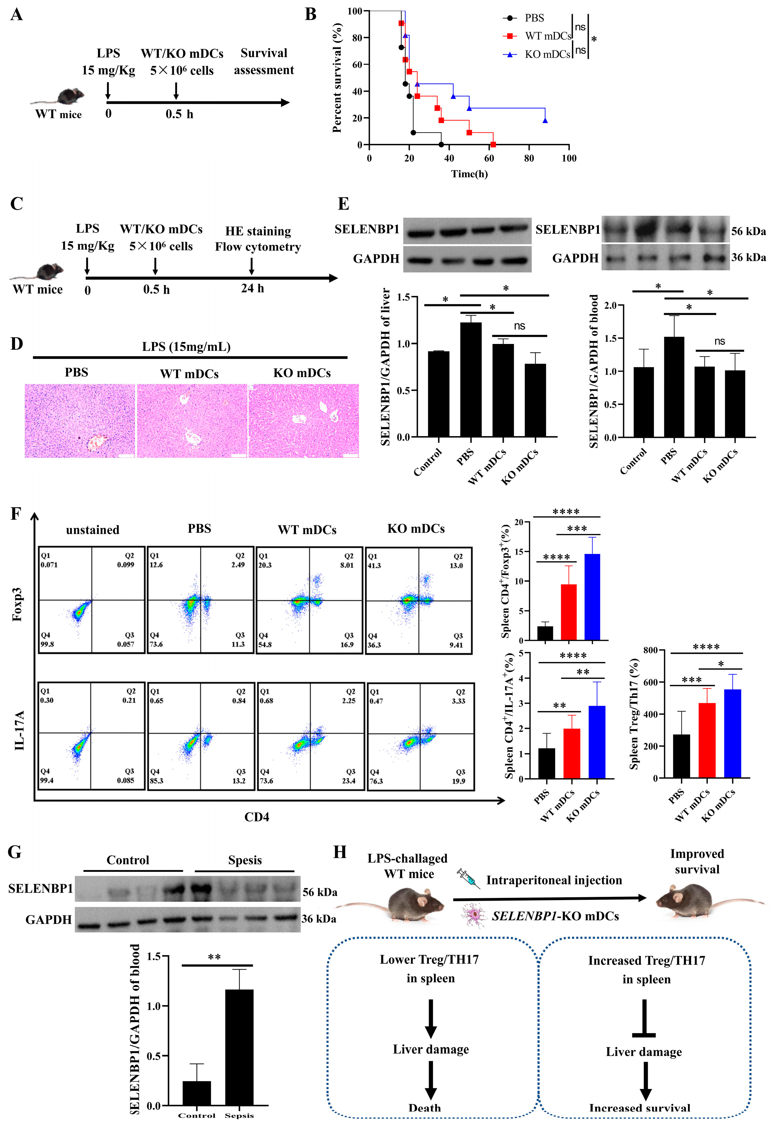 Antioxidants 14 00468 g008