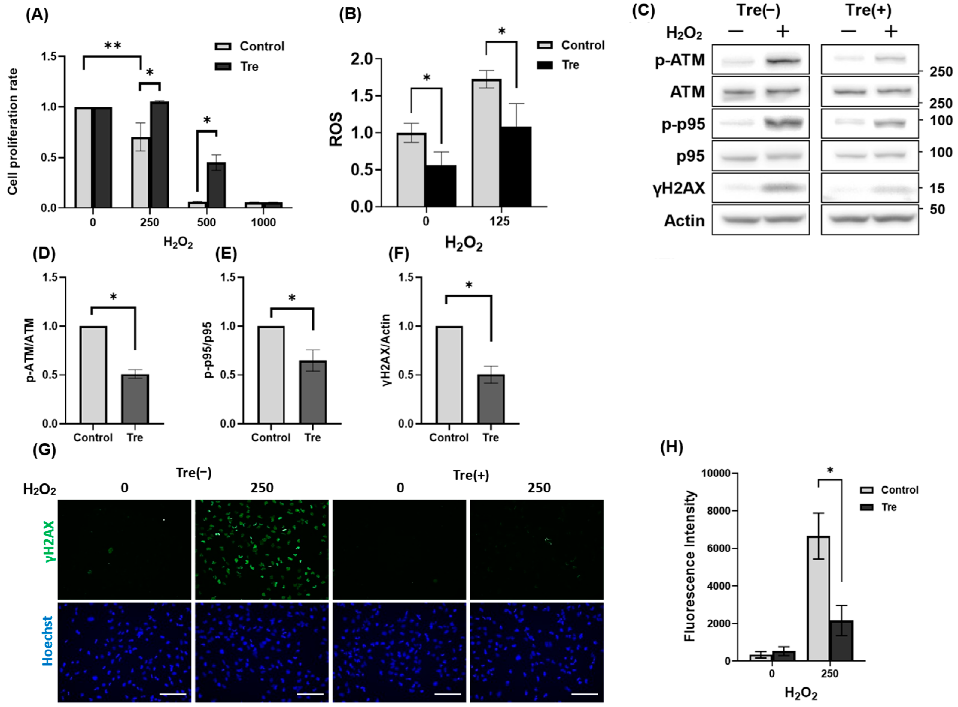 Antioxidants 14 00470 g004