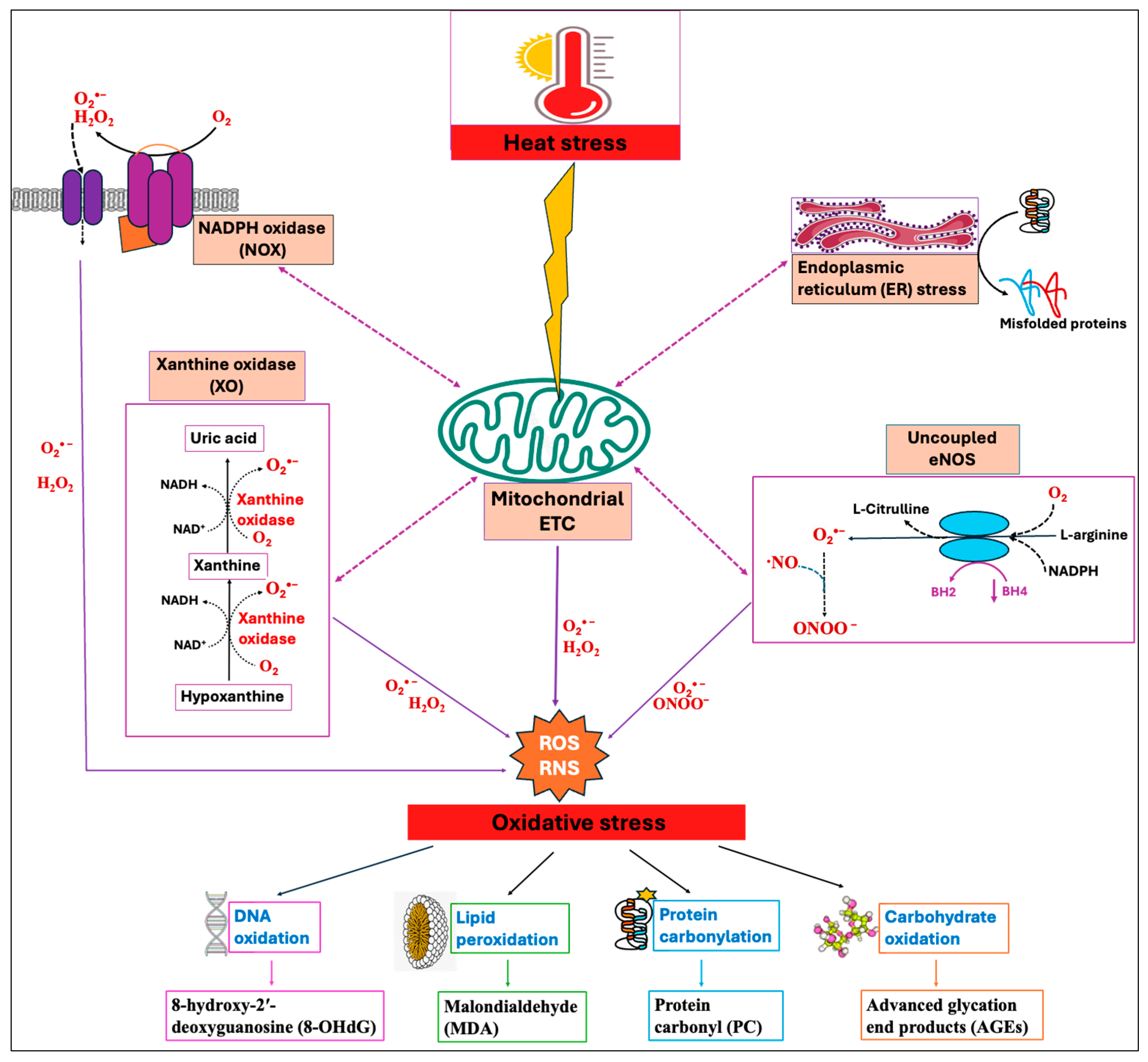 Antioxidants 14 00471 g001