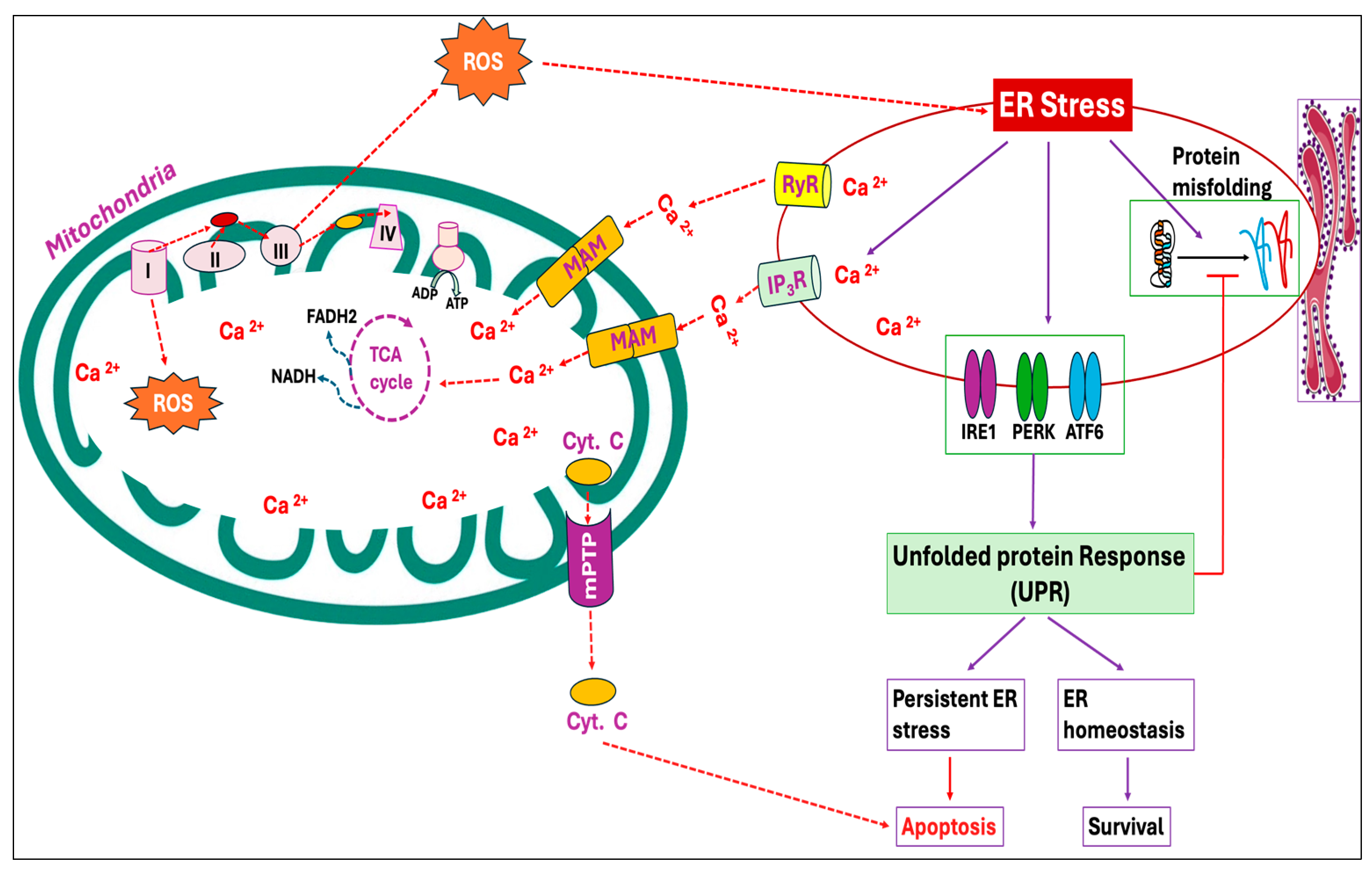 Antioxidants 14 00471 g003