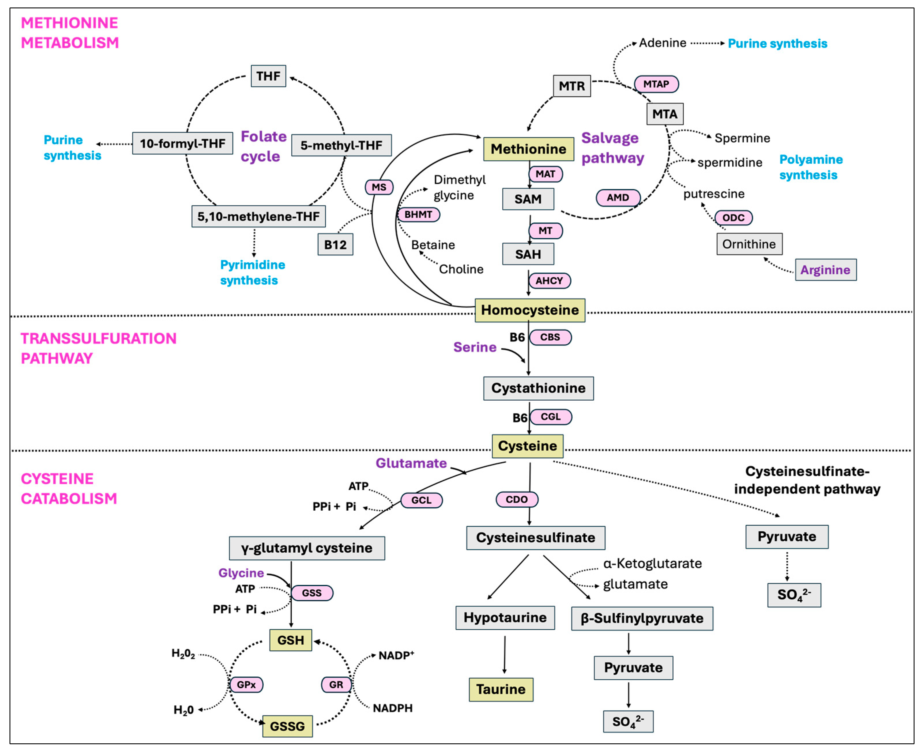 Antioxidants 14 00471 g010