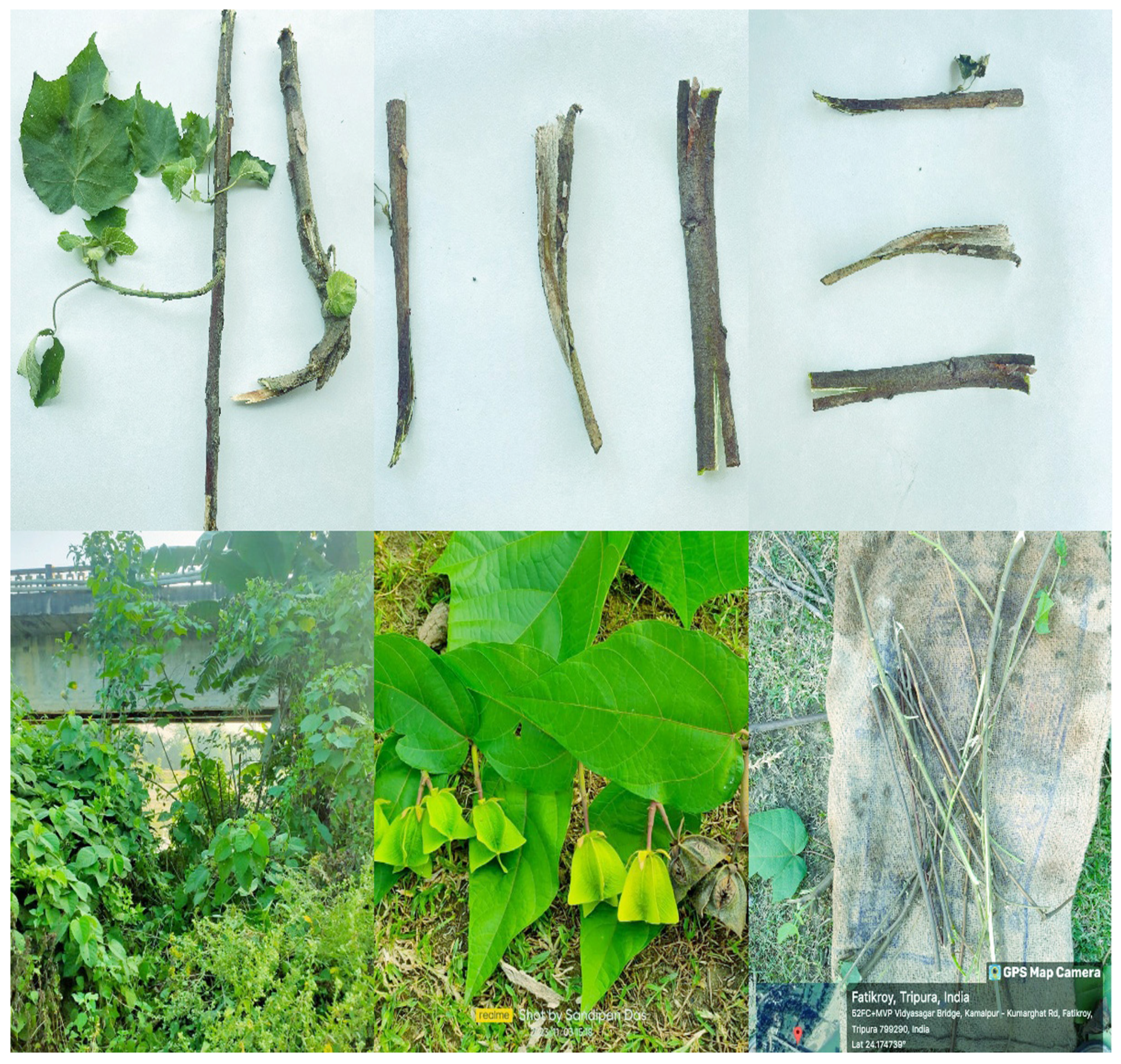 Antioxidants 14 00472 g001