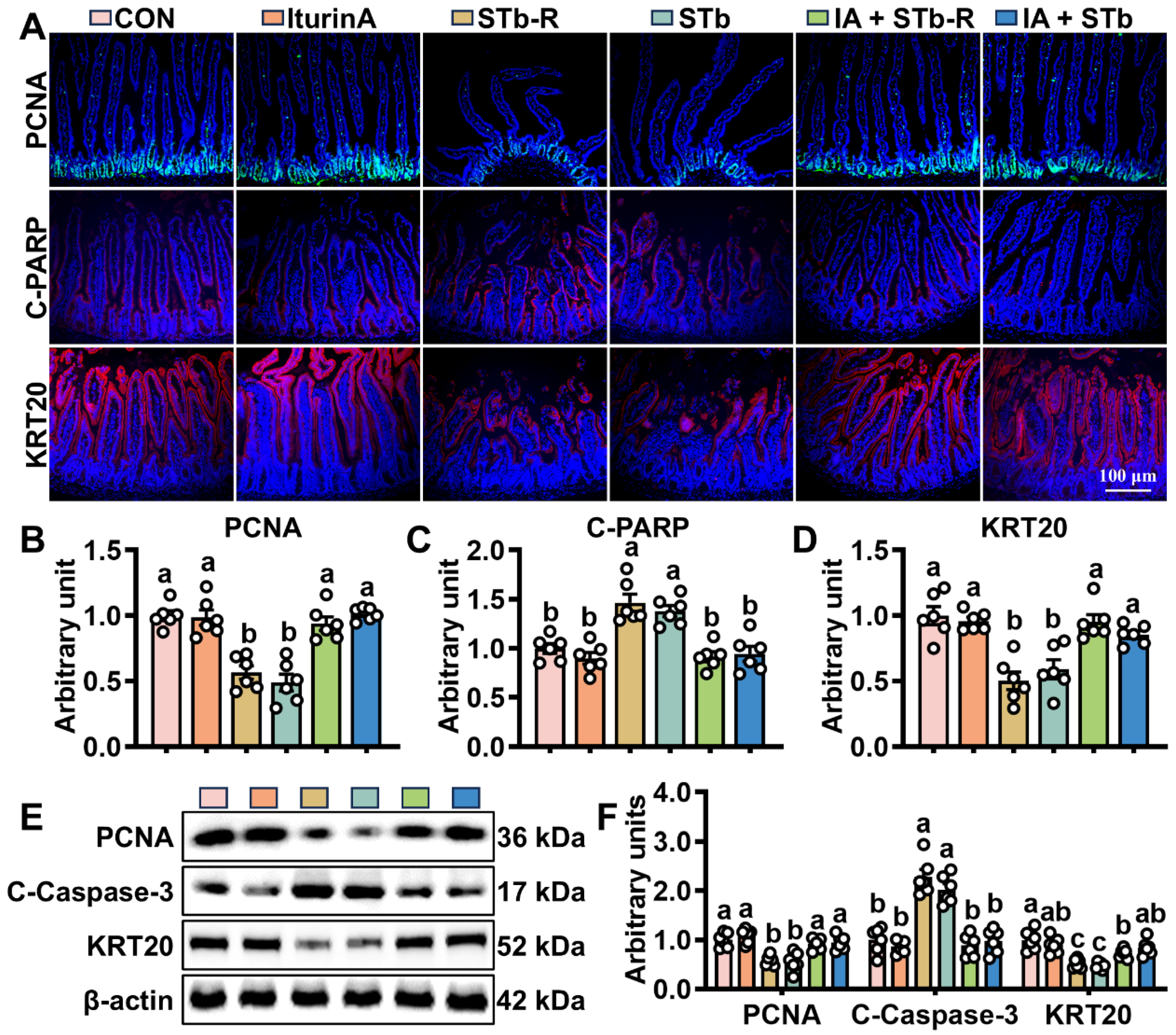 Antioxidants 14 00478 g002