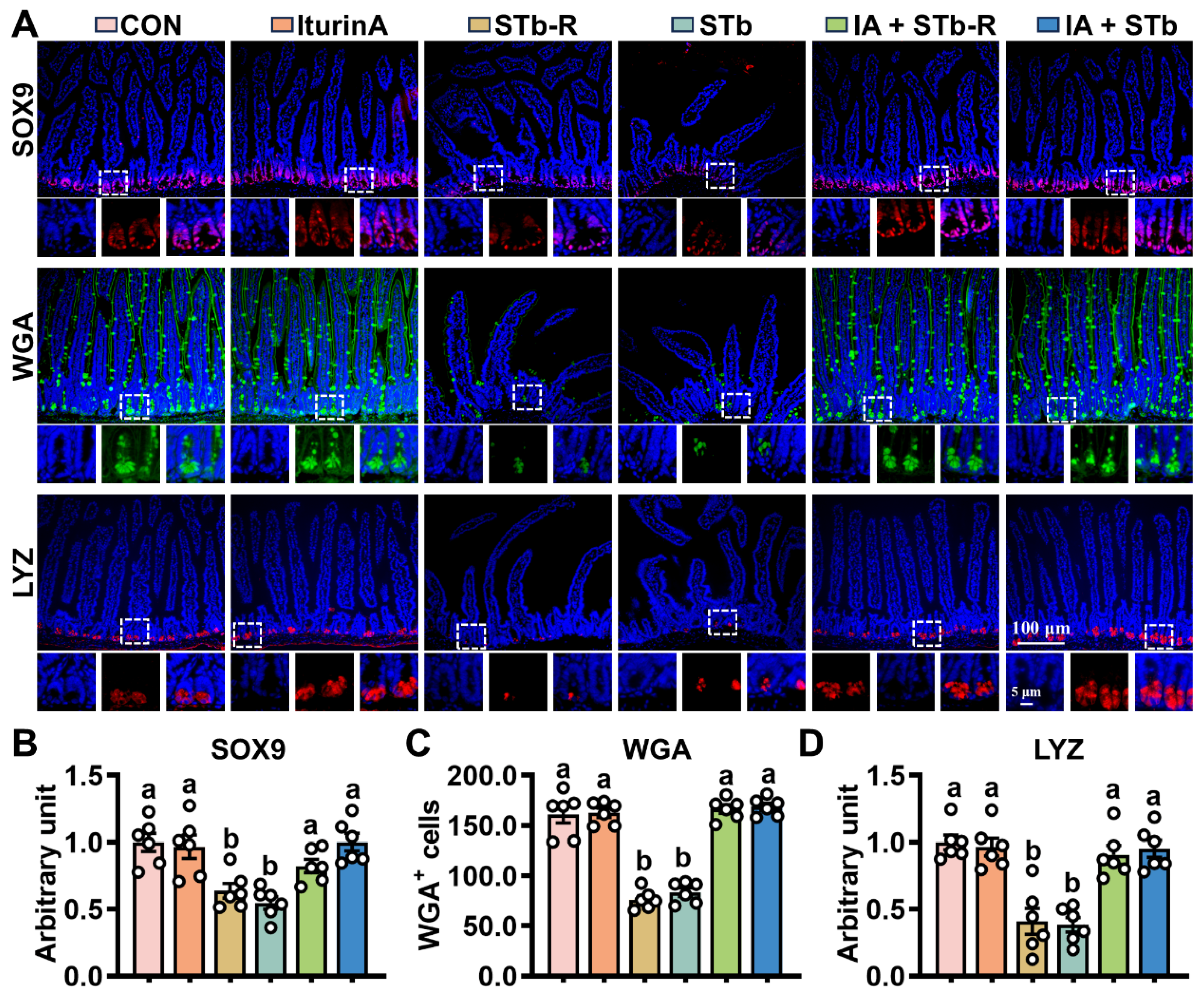 Antioxidants 14 00478 g003