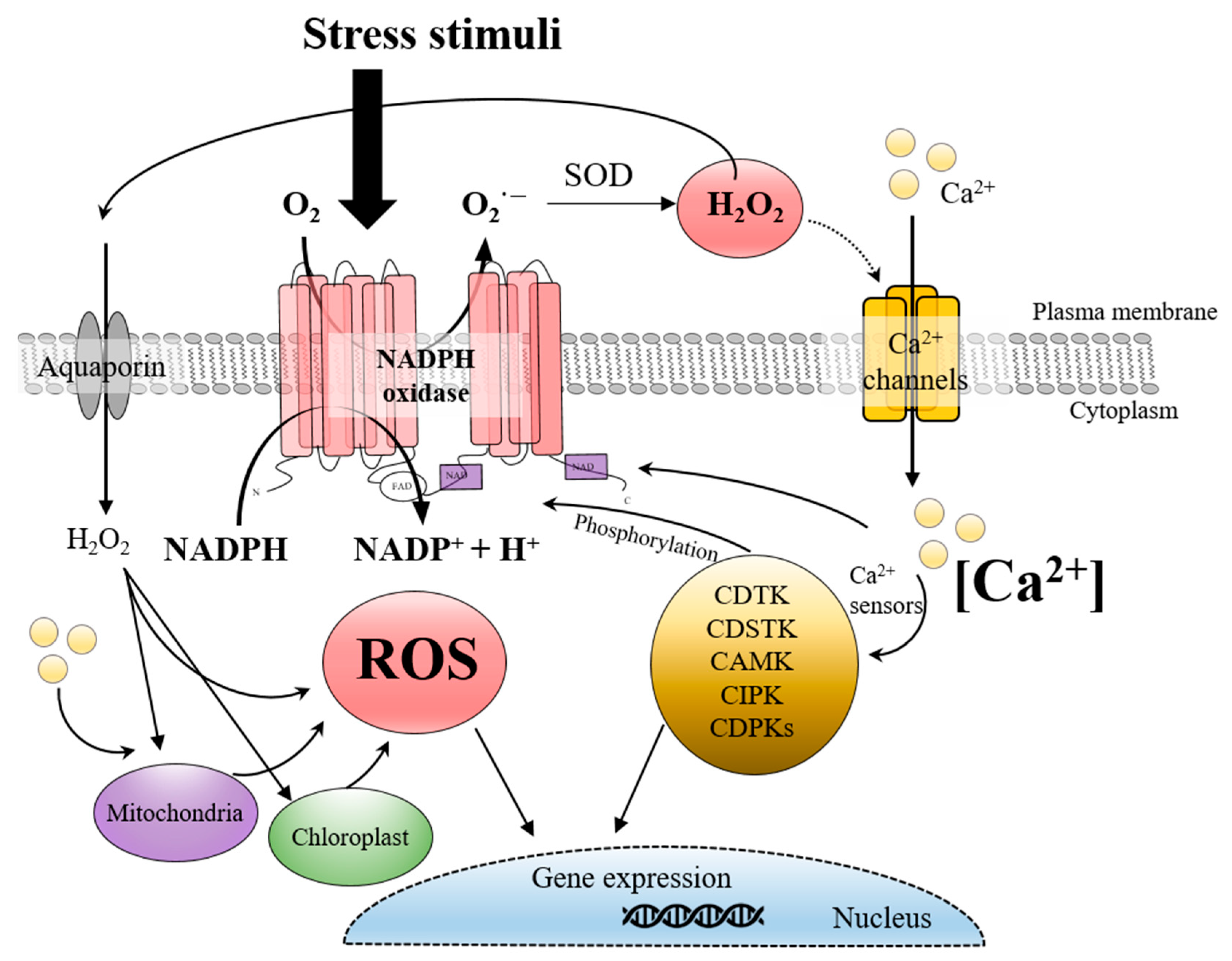 Antioxidants 14 00480 g002