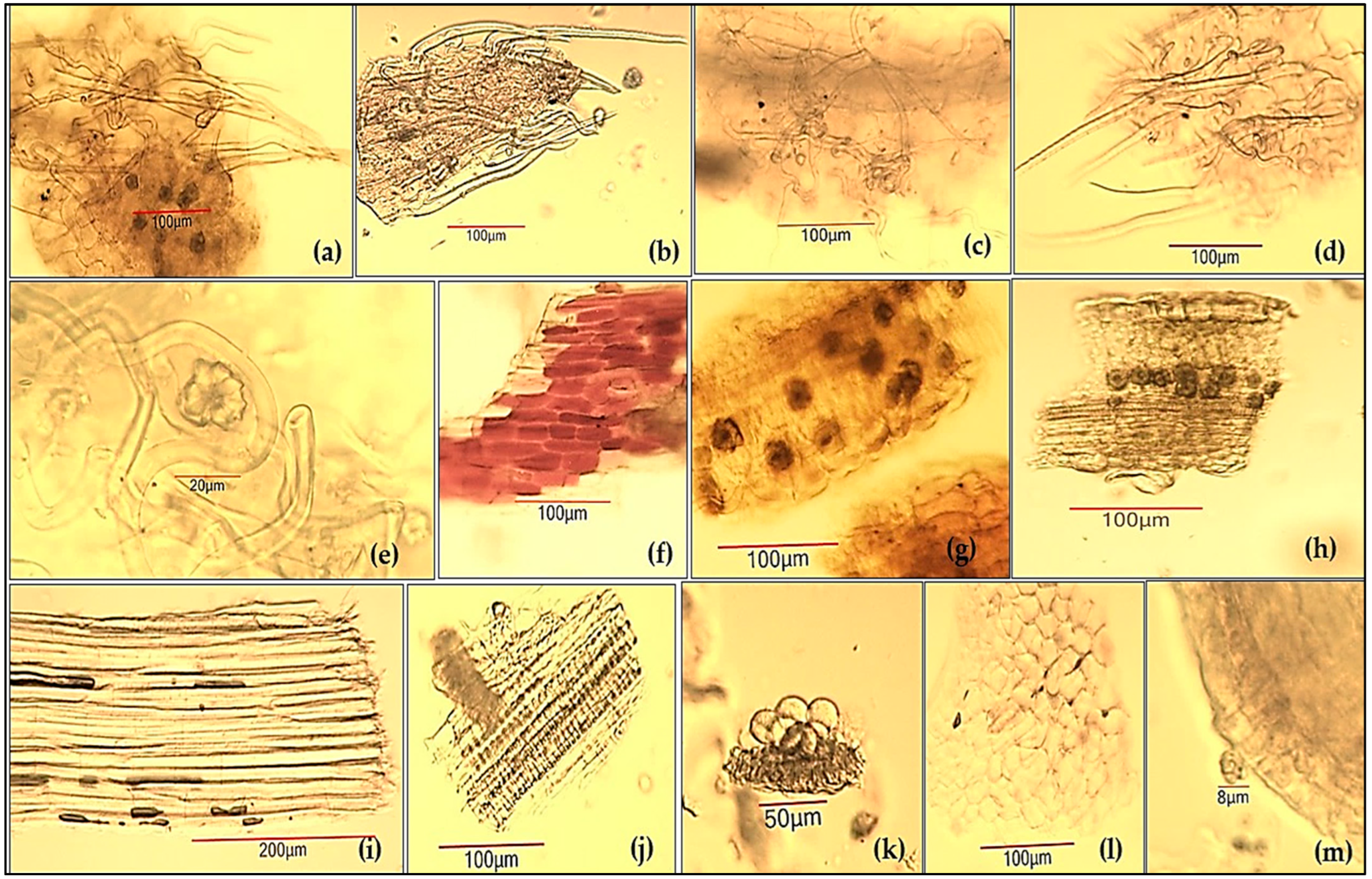 Antioxidants 14 00487 g005